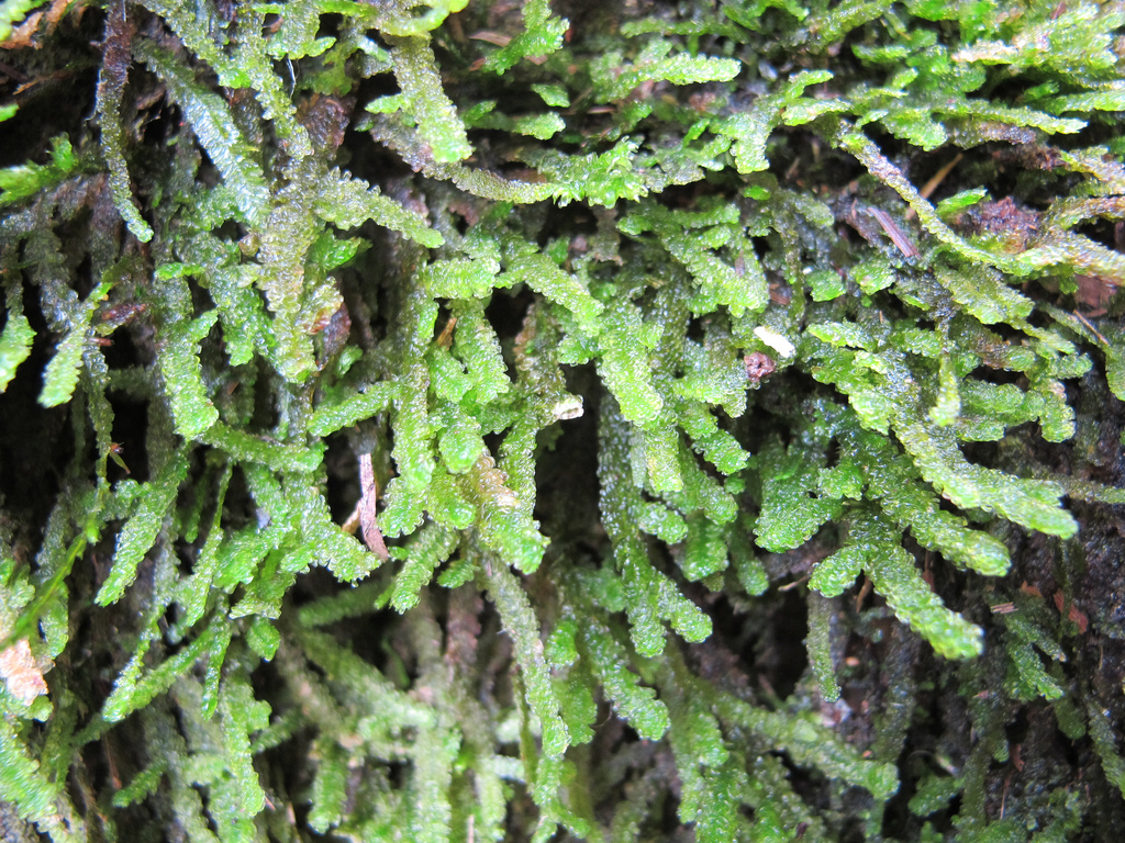Wavy neckera moss