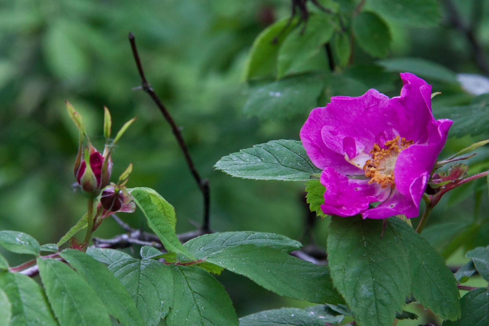 Davurian rose