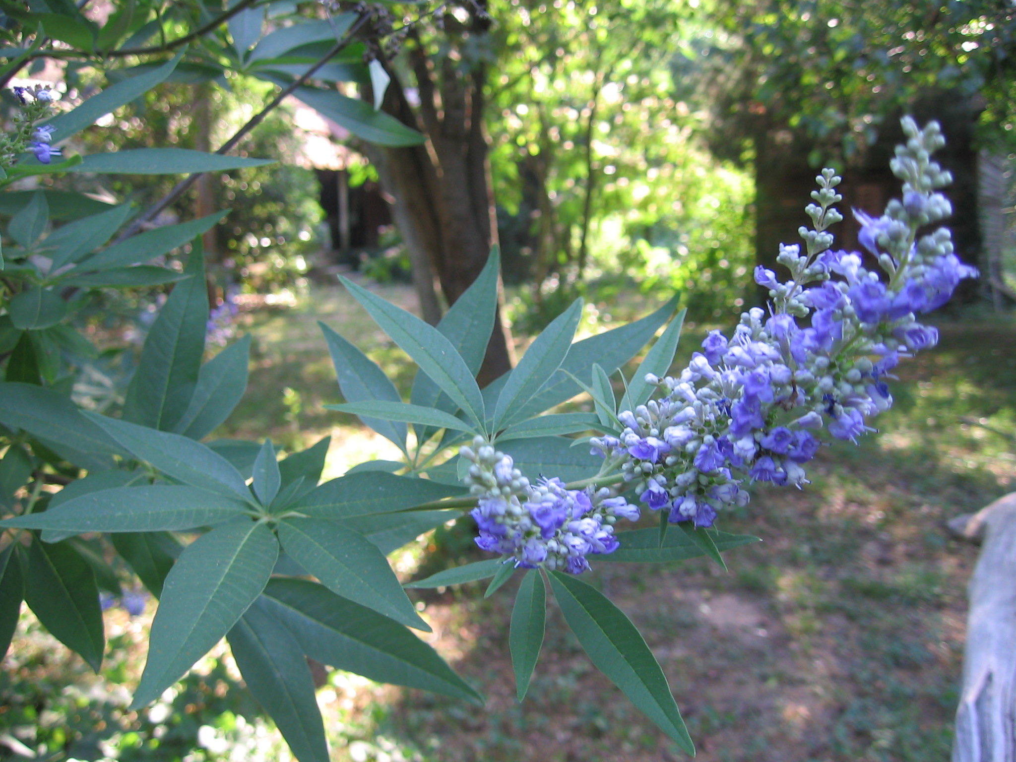 Box Chaste Tree How to care for Chaste tree - Complete Plant Care Guide | PlantSnap ...
