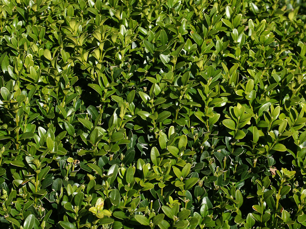Smooth boxwood