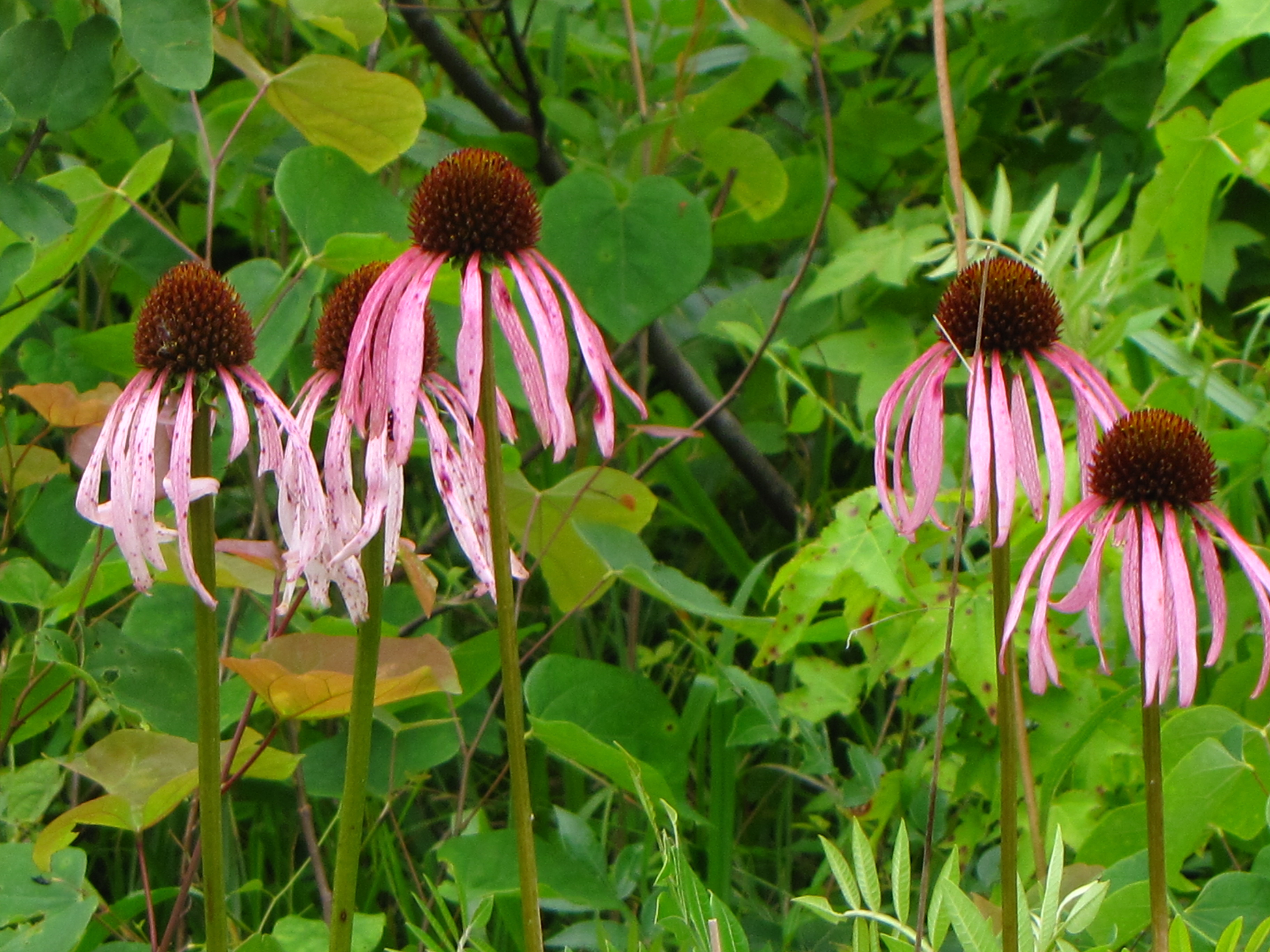 Smooth purple coneflower