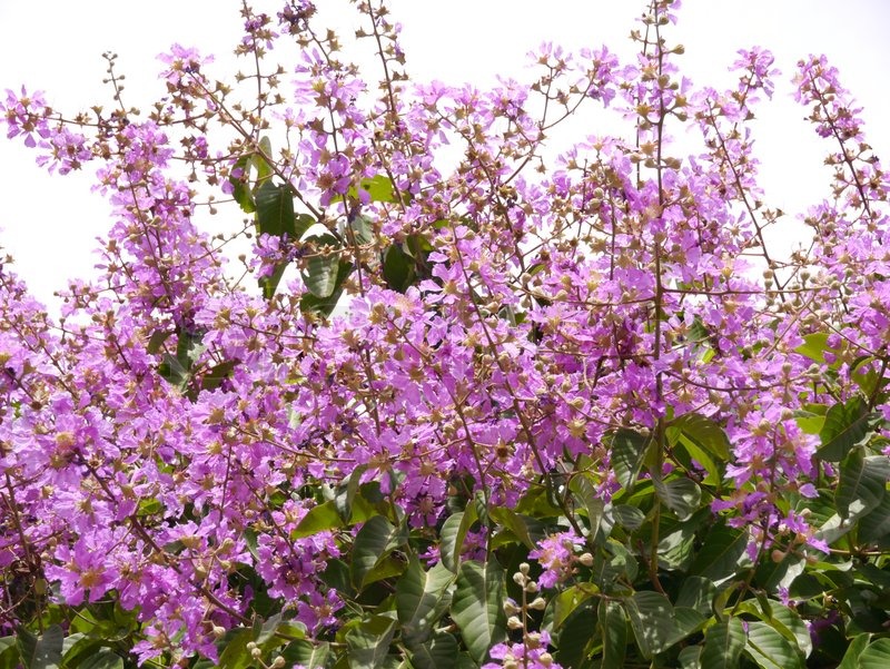 Thai crape myrtle