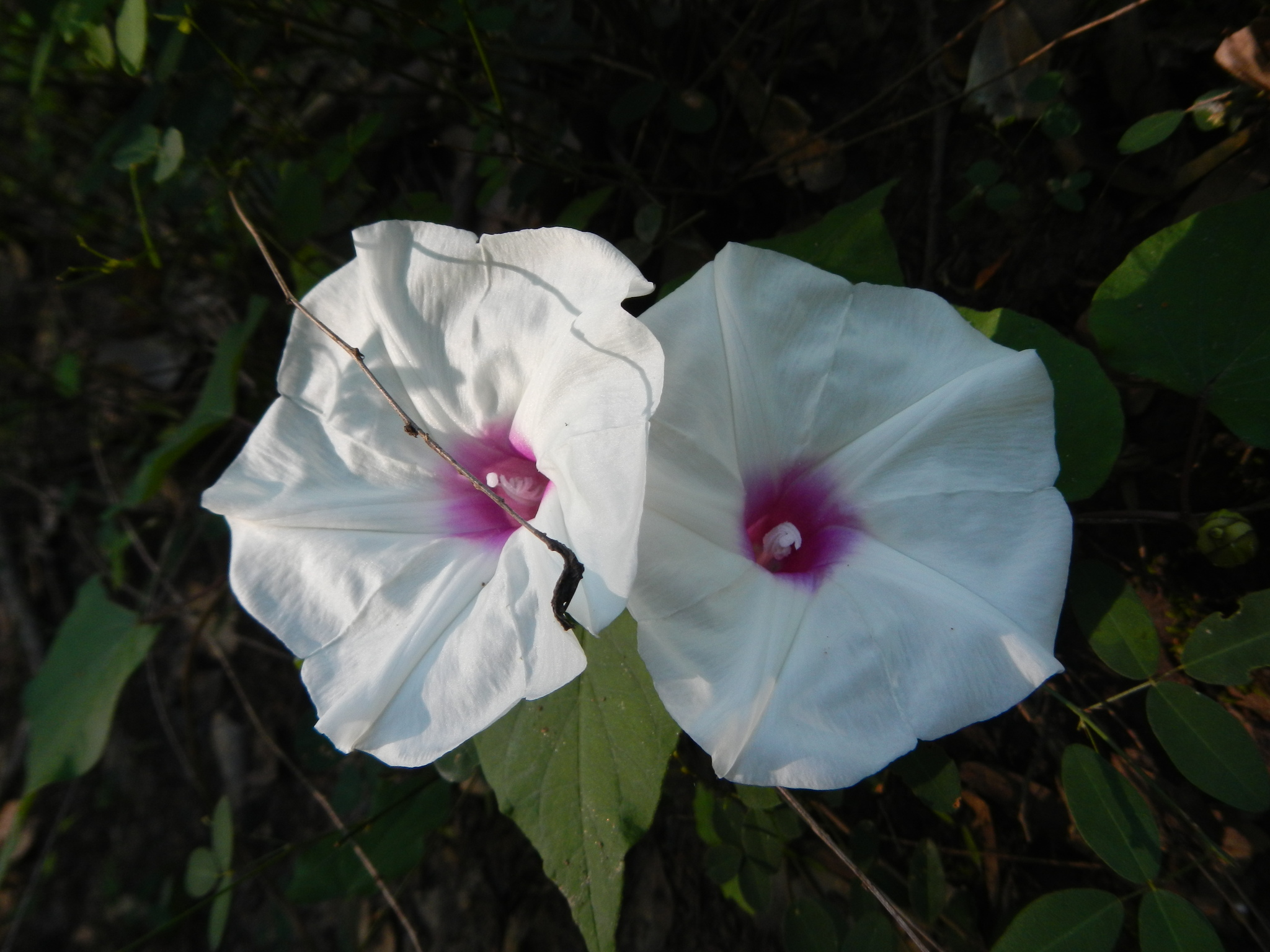 Riverbank morning glory