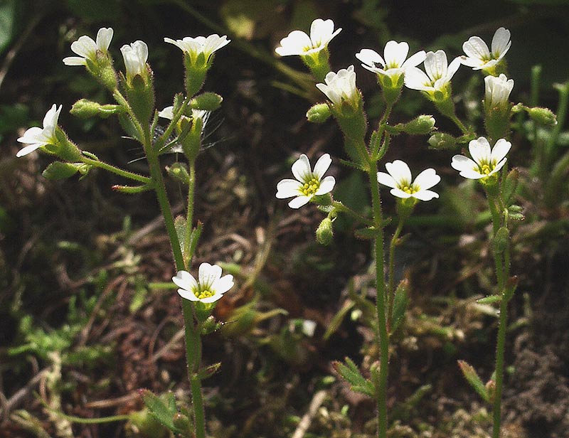 Water saxifrage