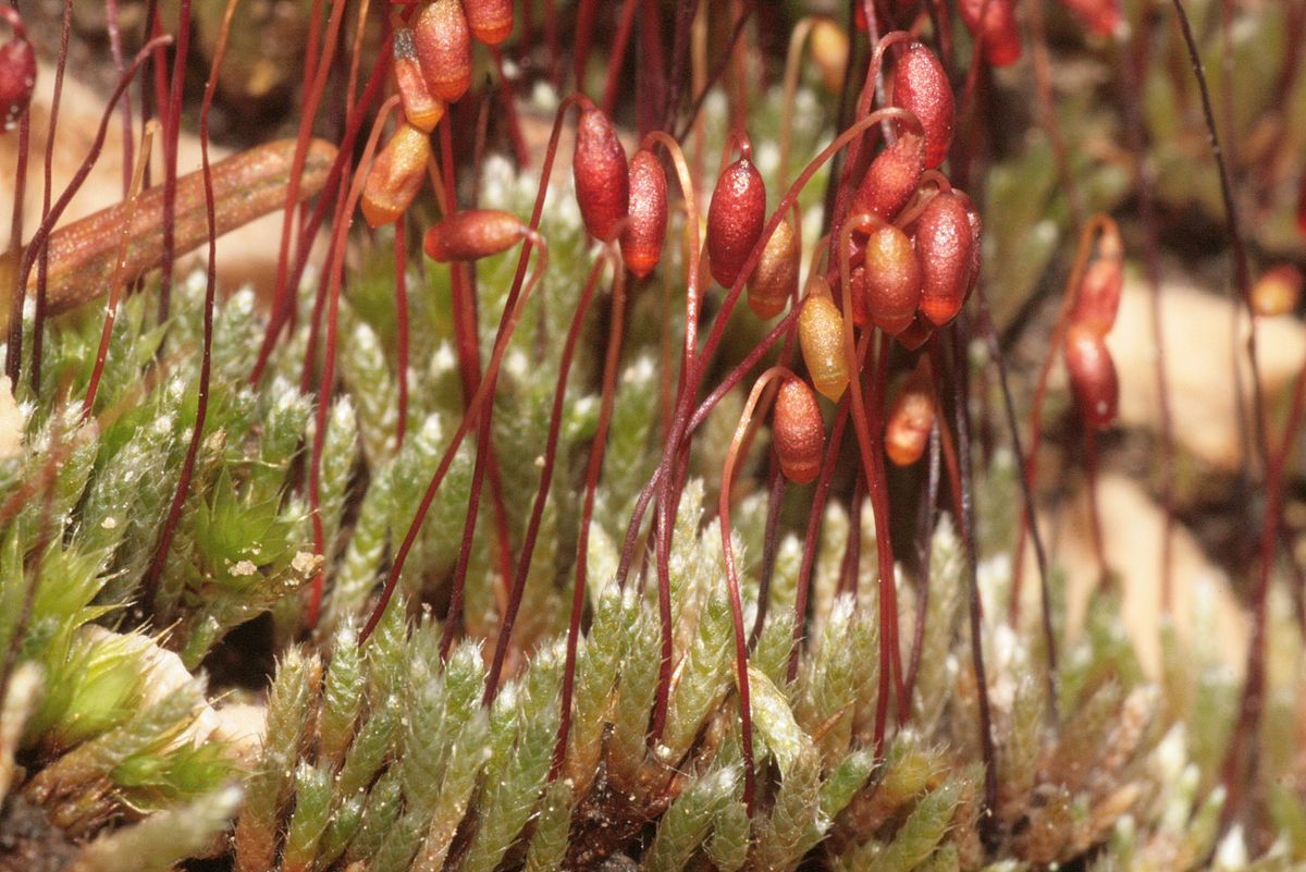 Pink earth-moss
