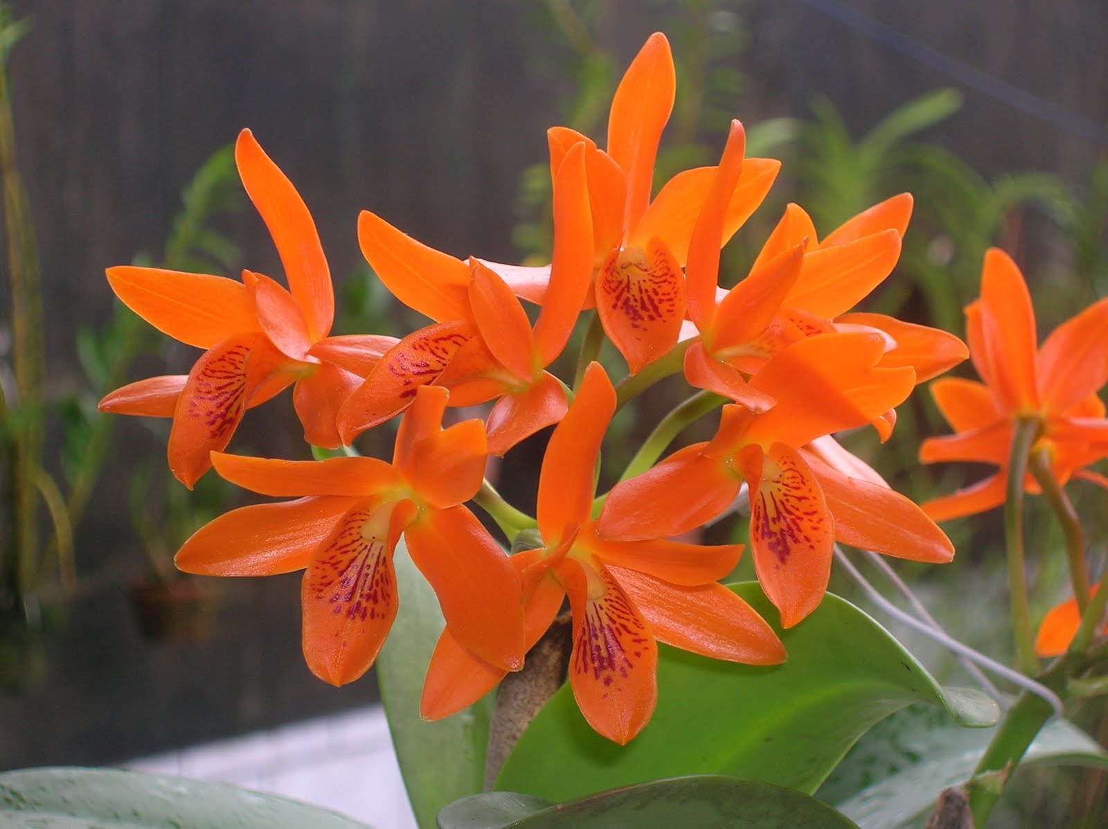 Orange cattleya