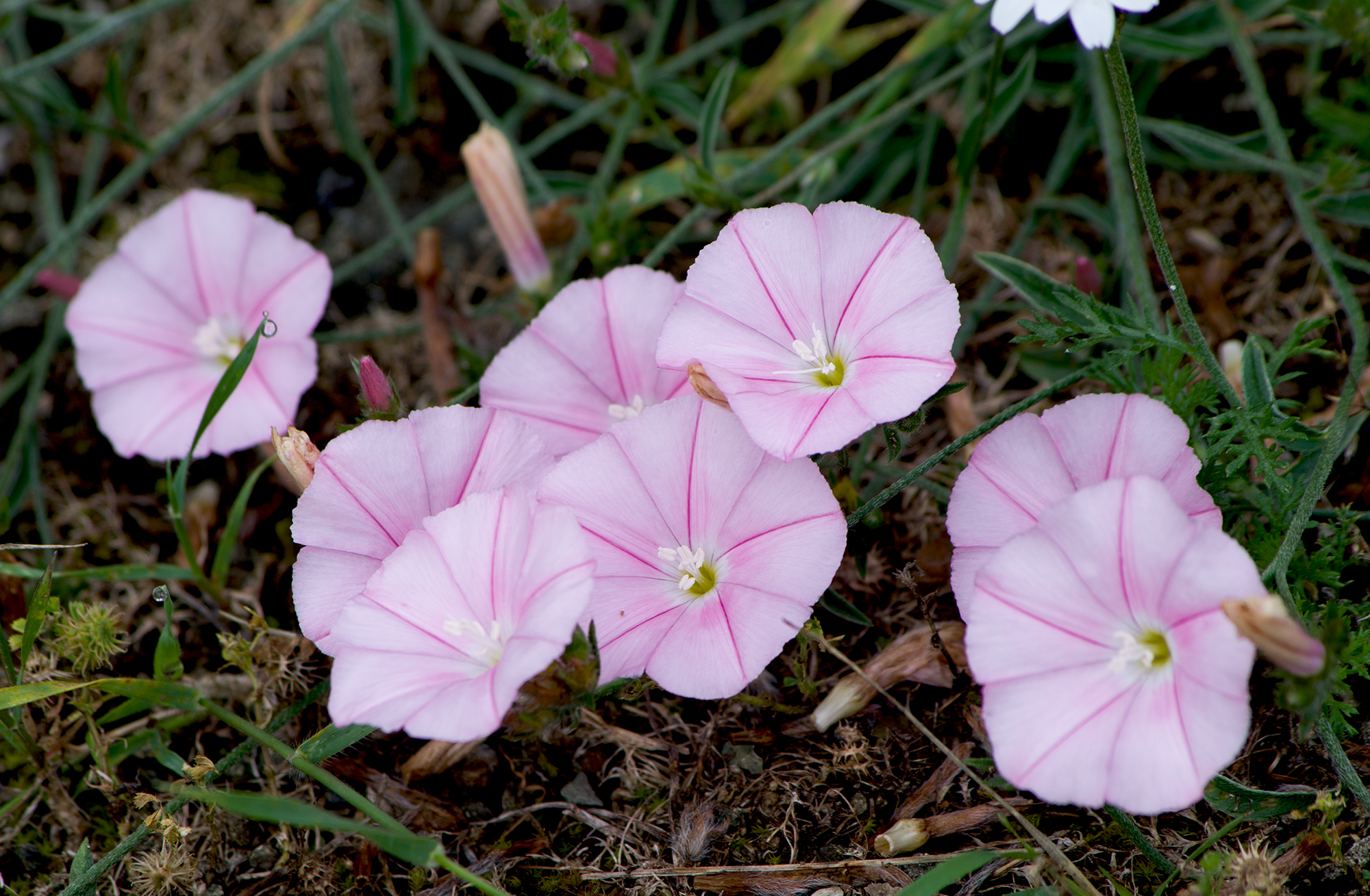 Pink bindweed