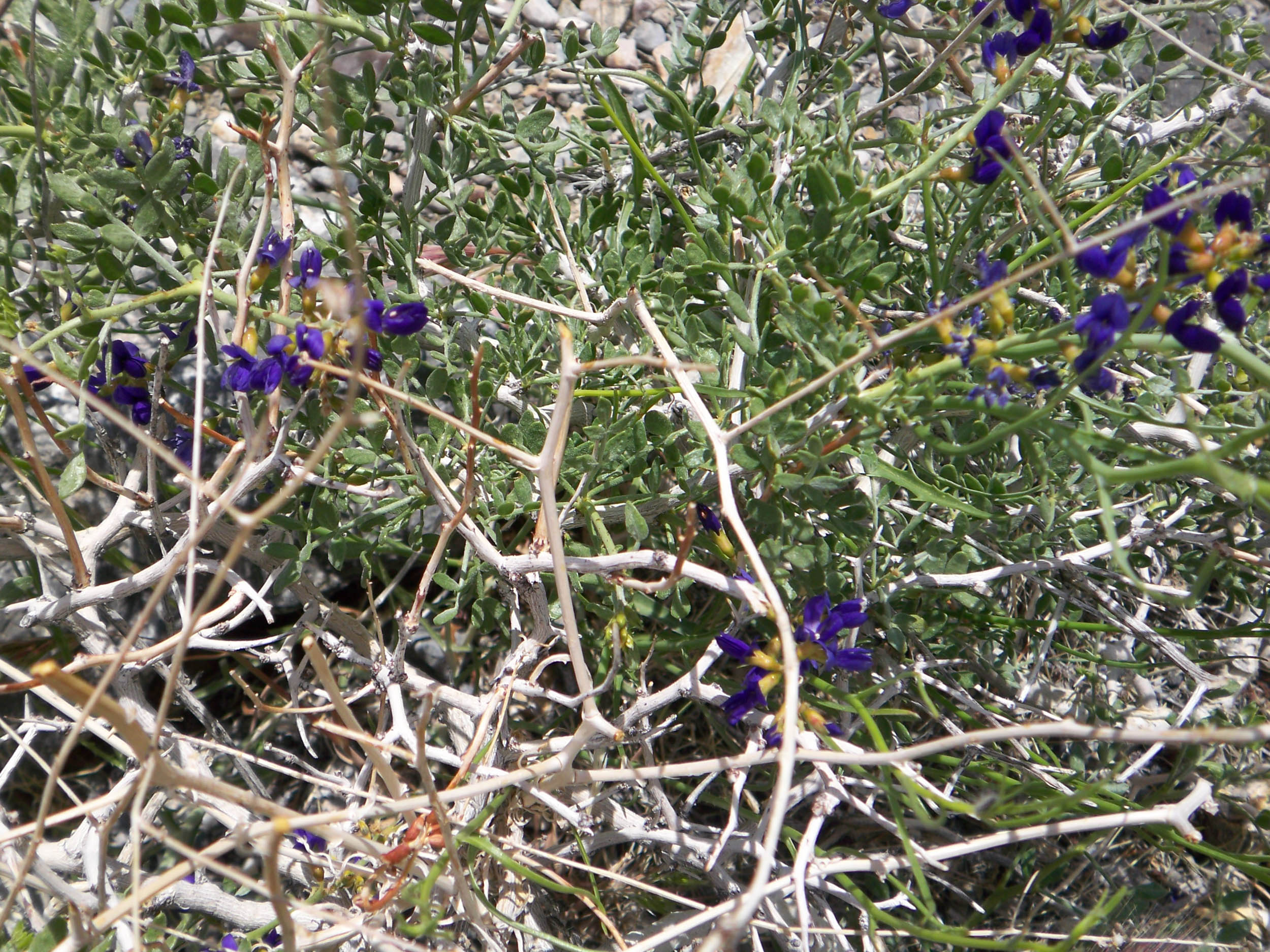 Smoke tree