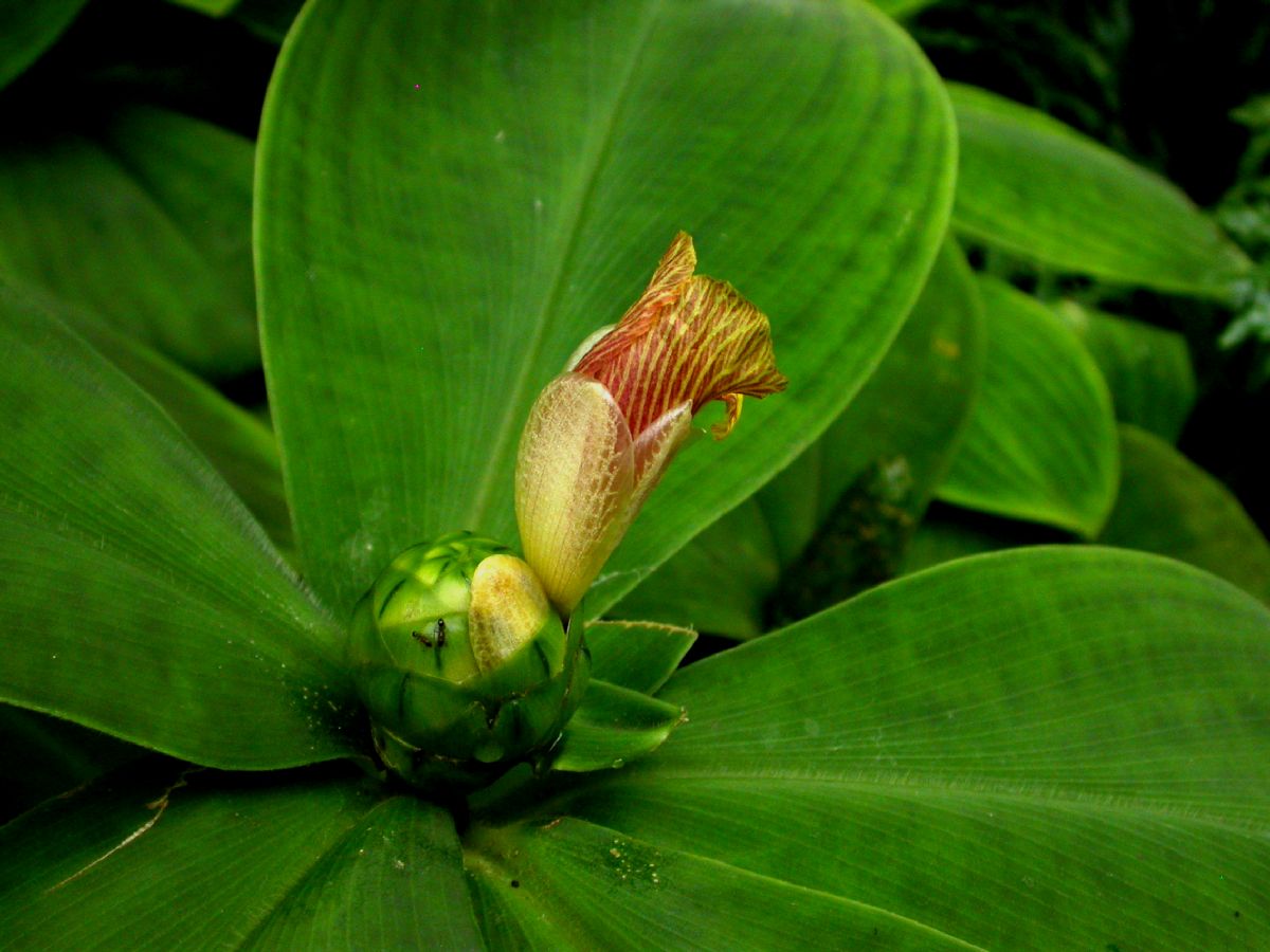 Malortie spiral ginger