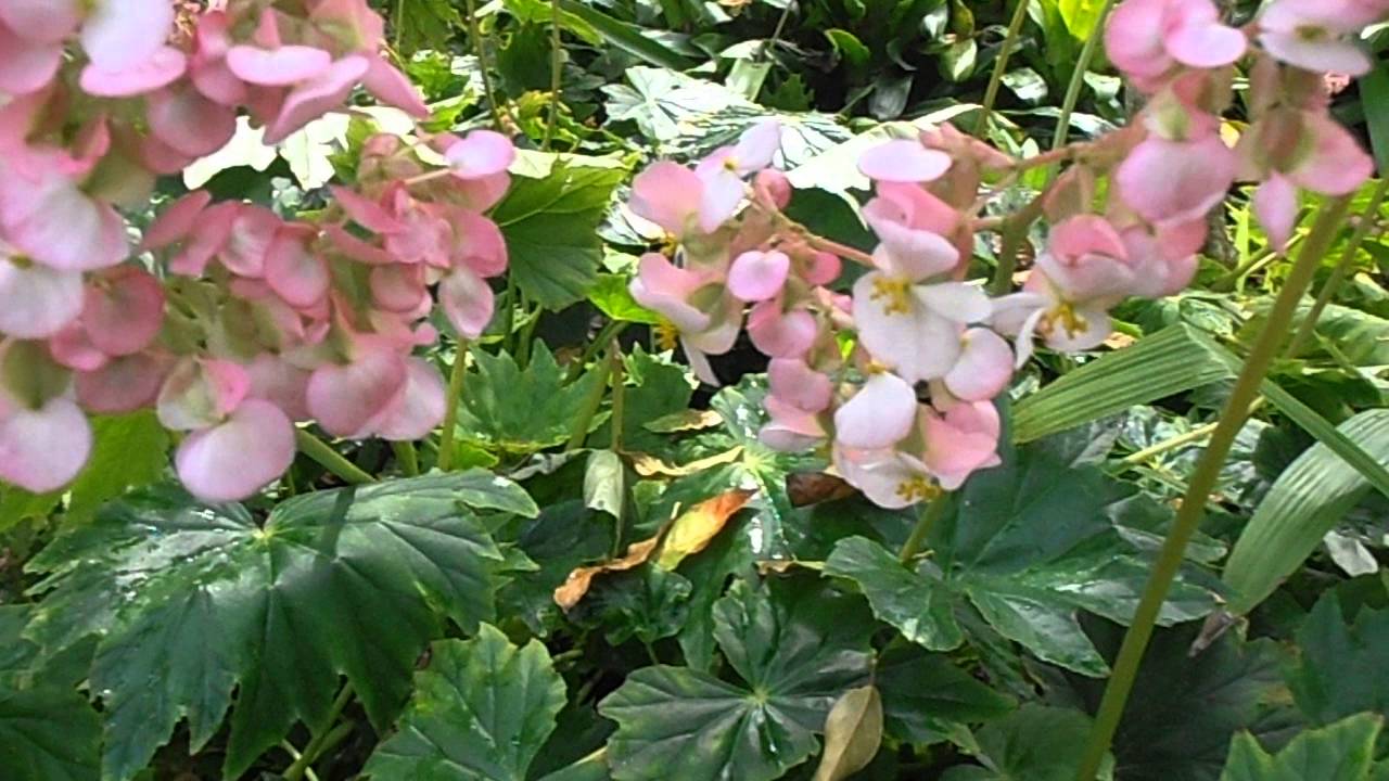 Oblique begonia
