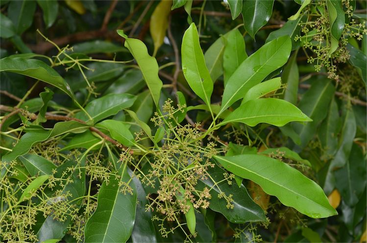 Northern olive