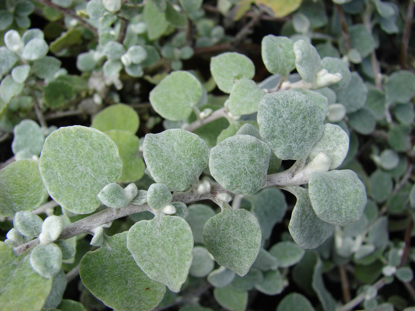 Licorice plant
