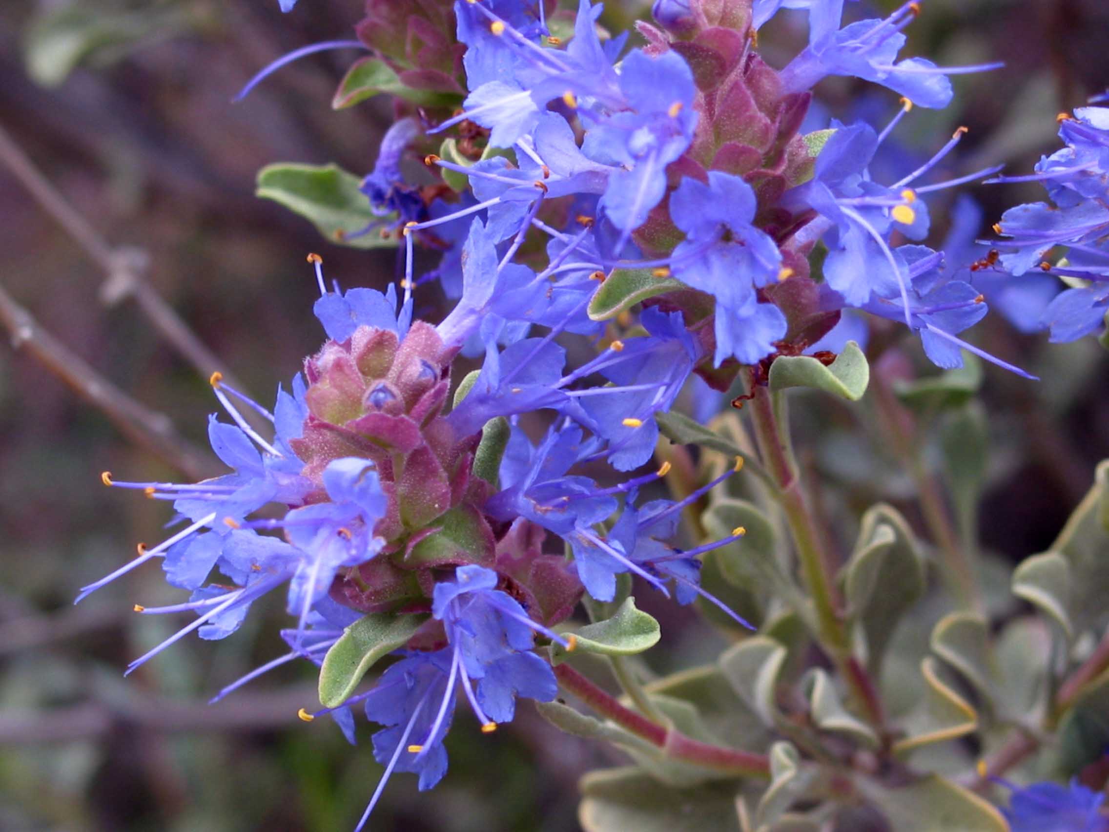Grey desert sage