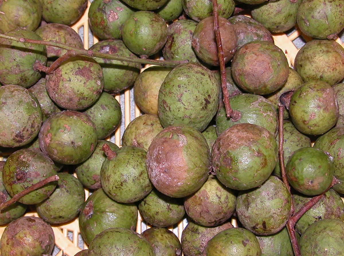 Copal tree