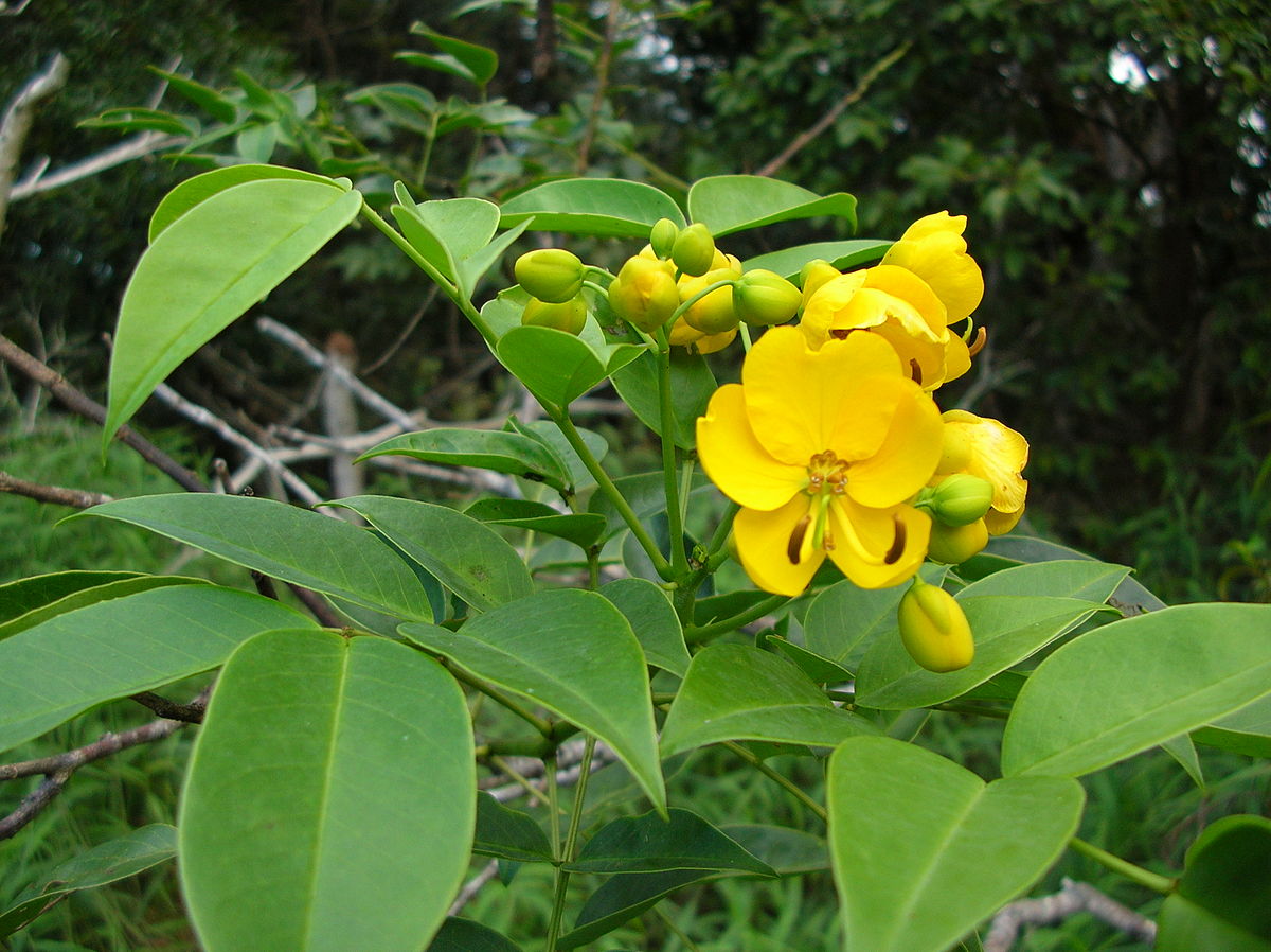 Rambling senna
