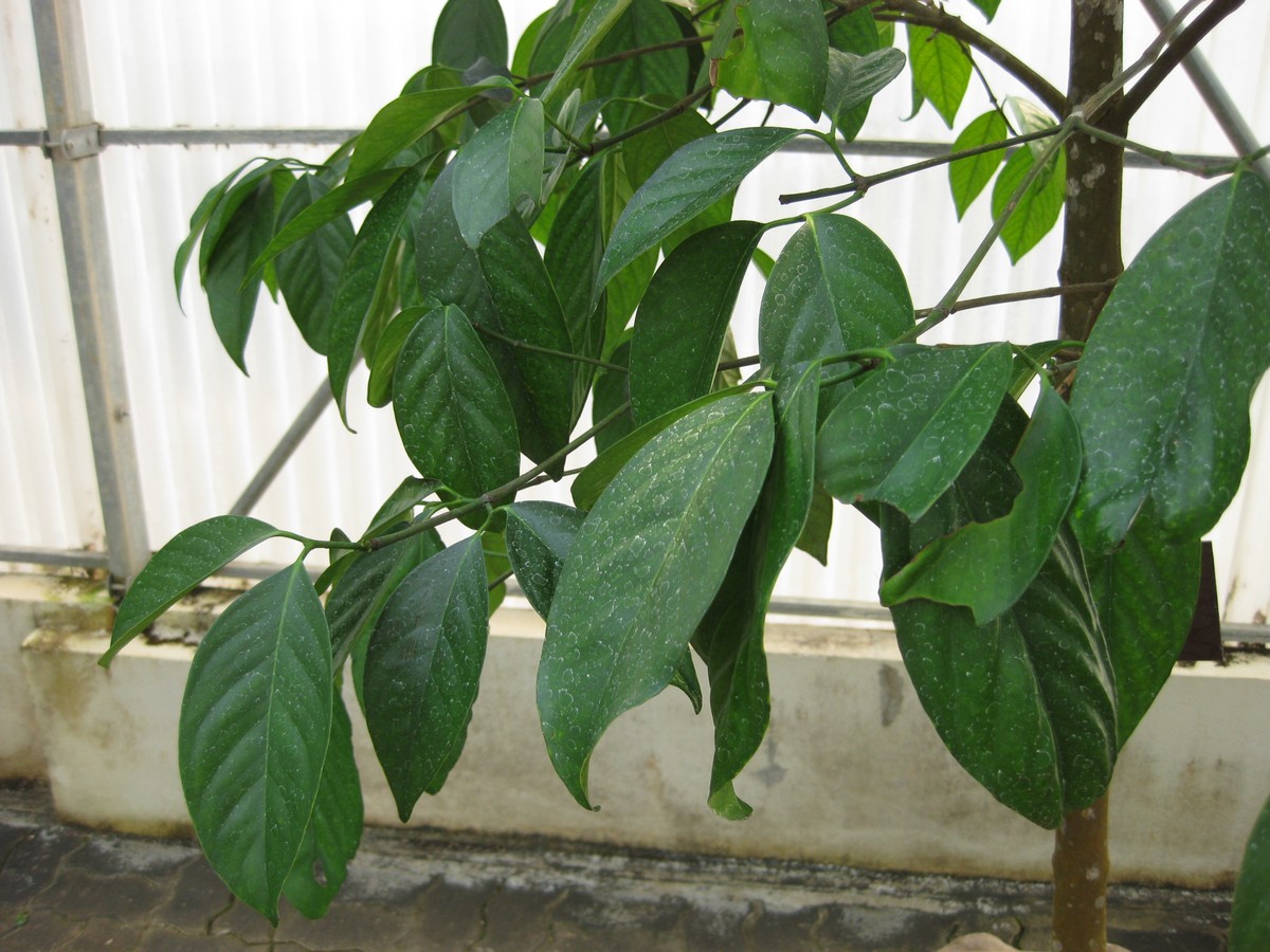 Gamboge tree