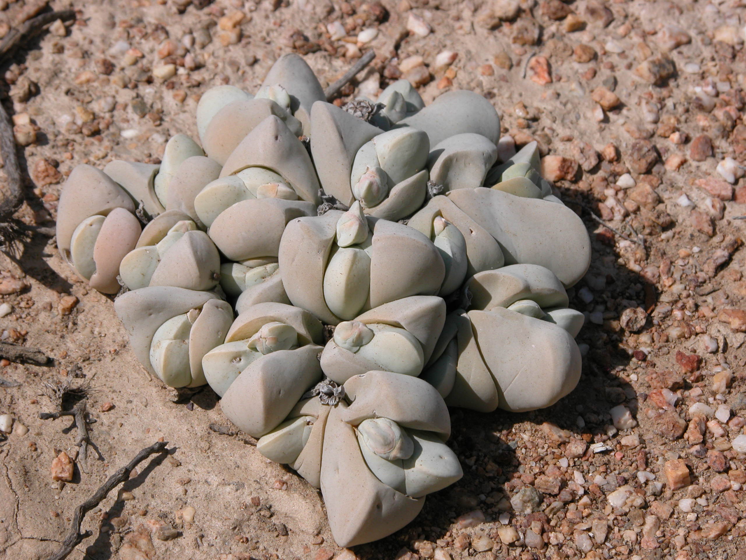 Common gibbaeum