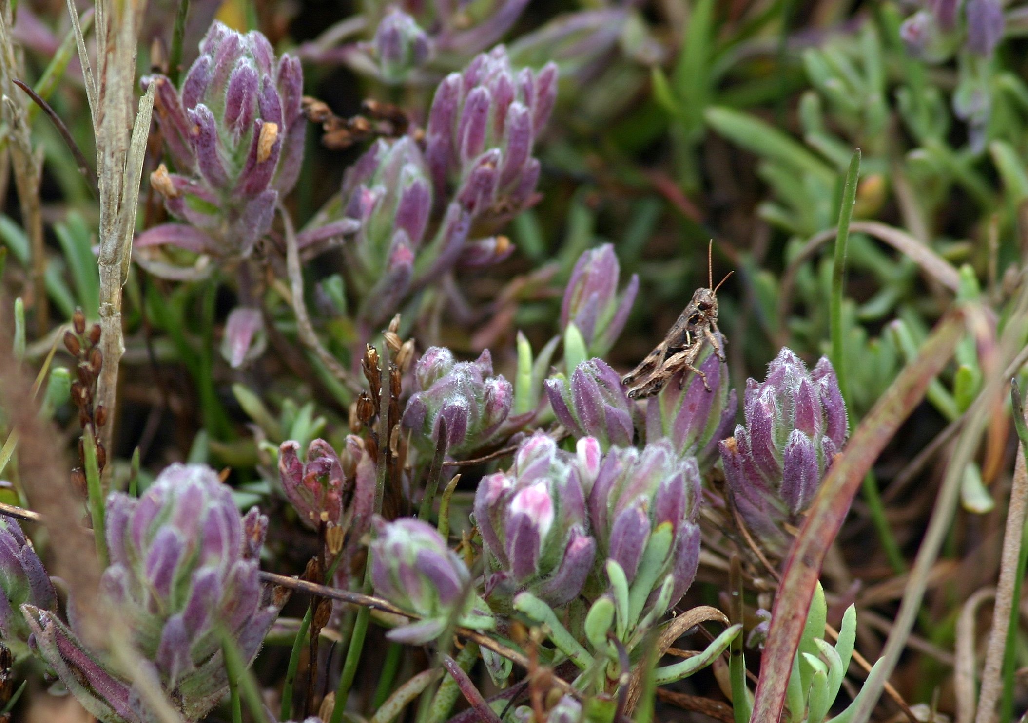Salt marsh bird's-beak