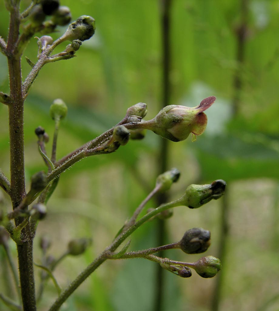 Lesser figwort