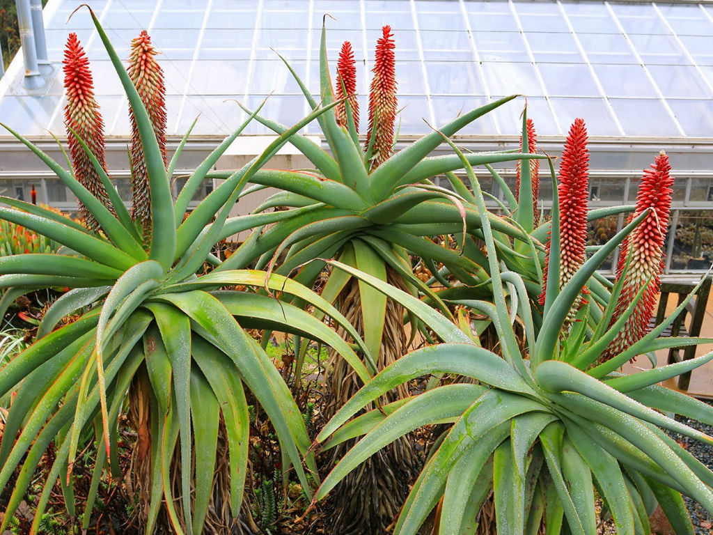Mountain aloe