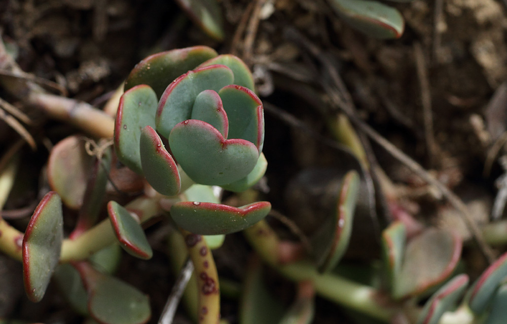 Sierra stonecrop