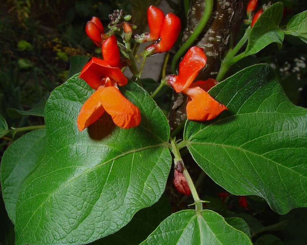 Runner bean