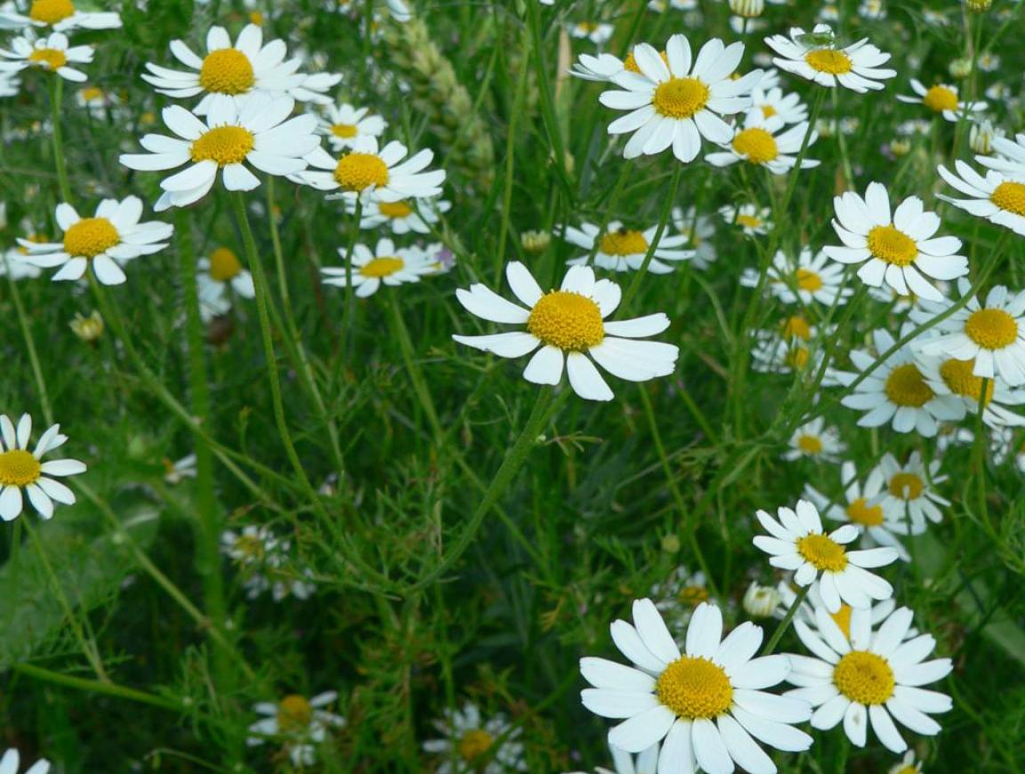 Tall chamomile