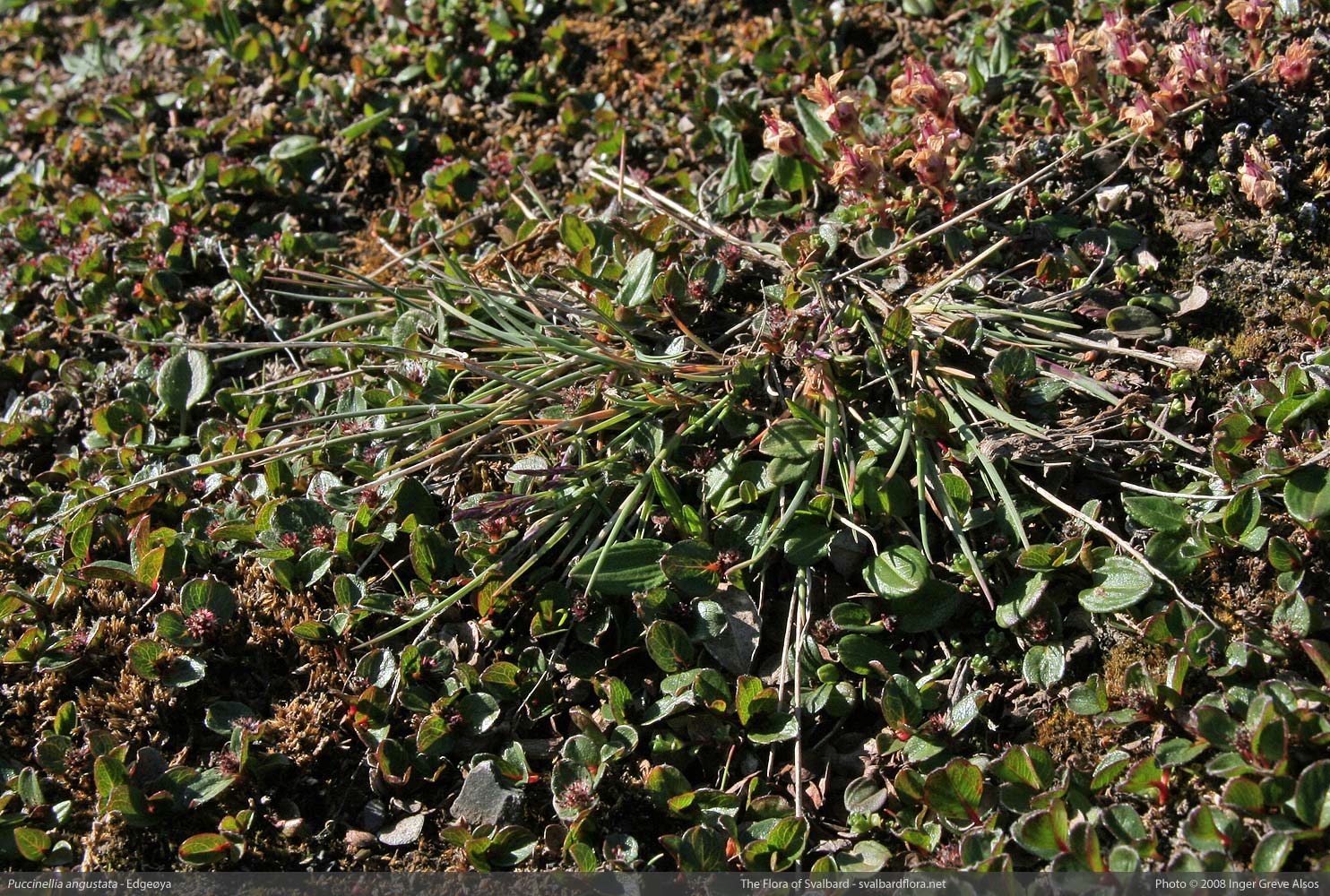 Narrowleaf saltgrass