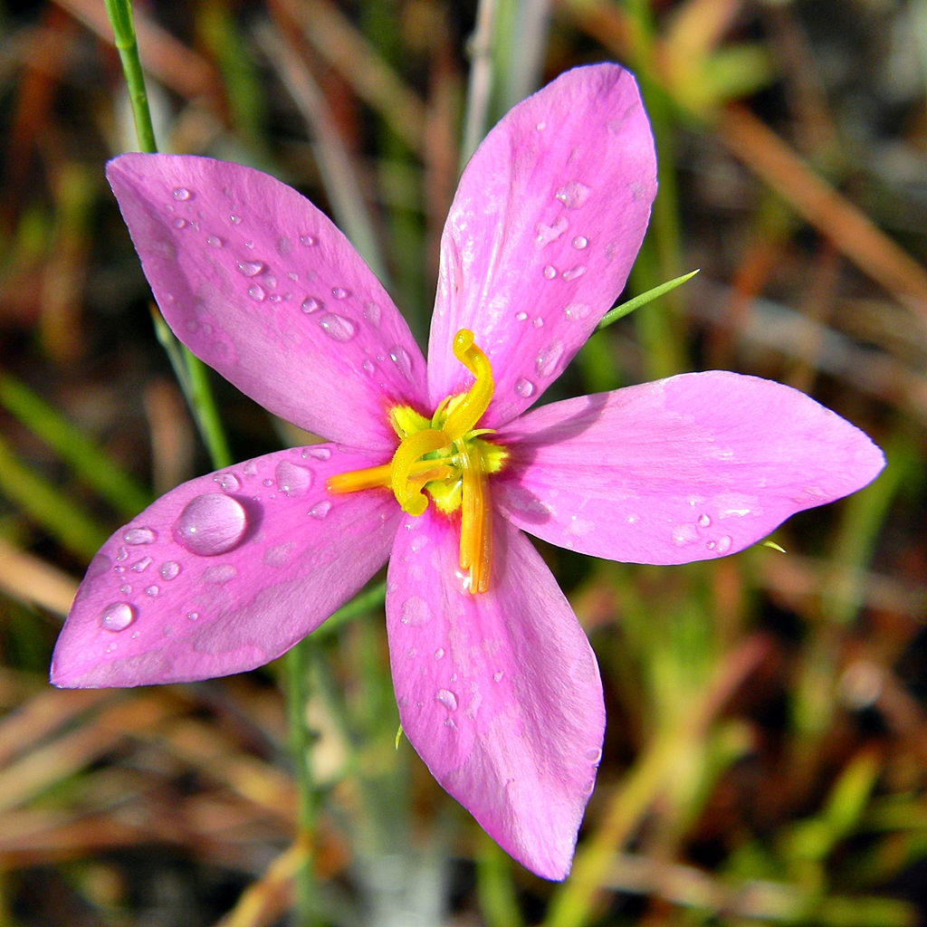 Large-flowered rose gentian