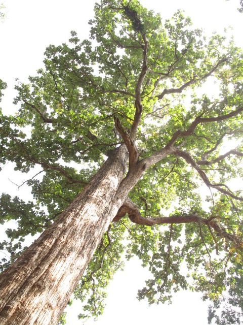 White beech