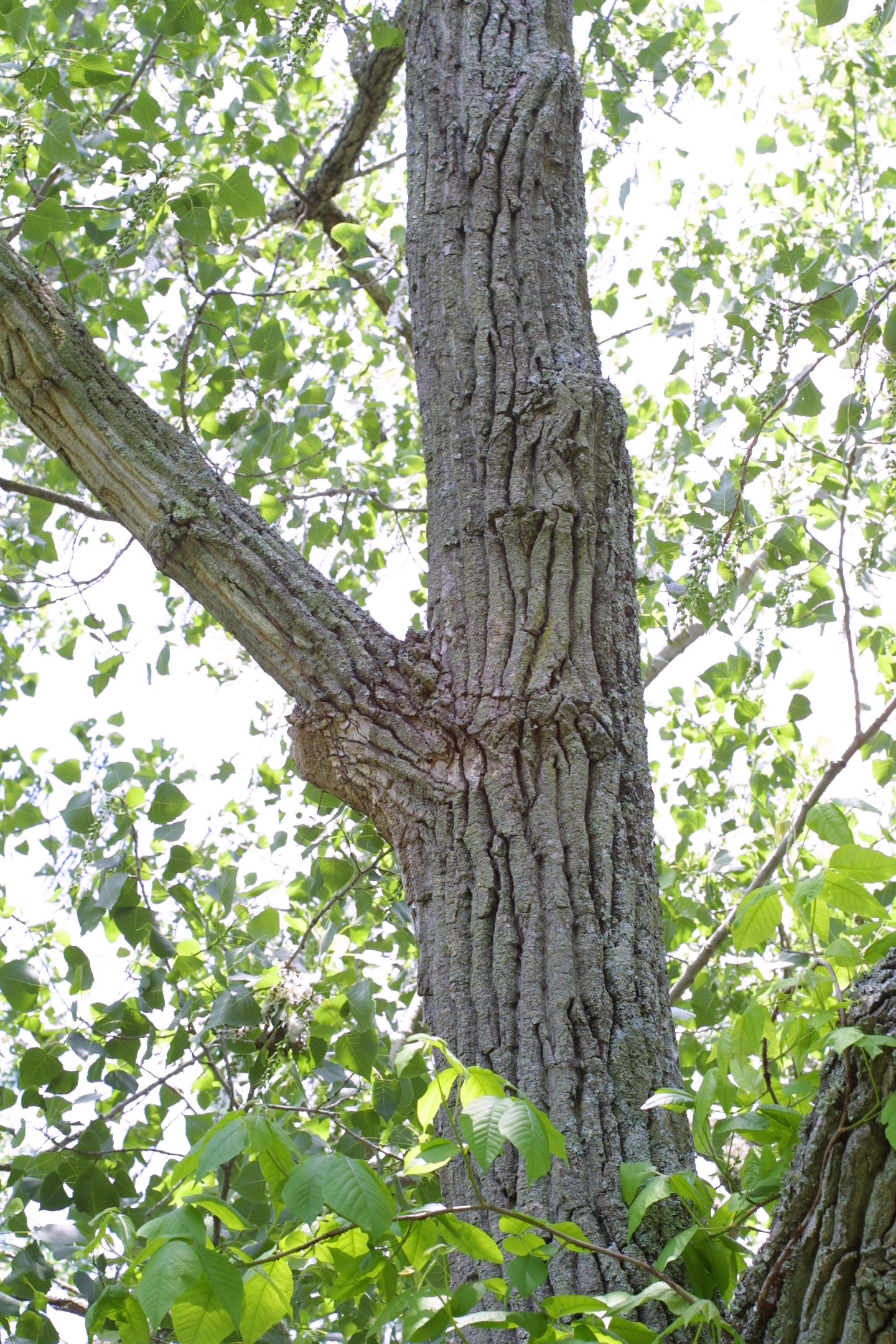 Eastern cottonwood