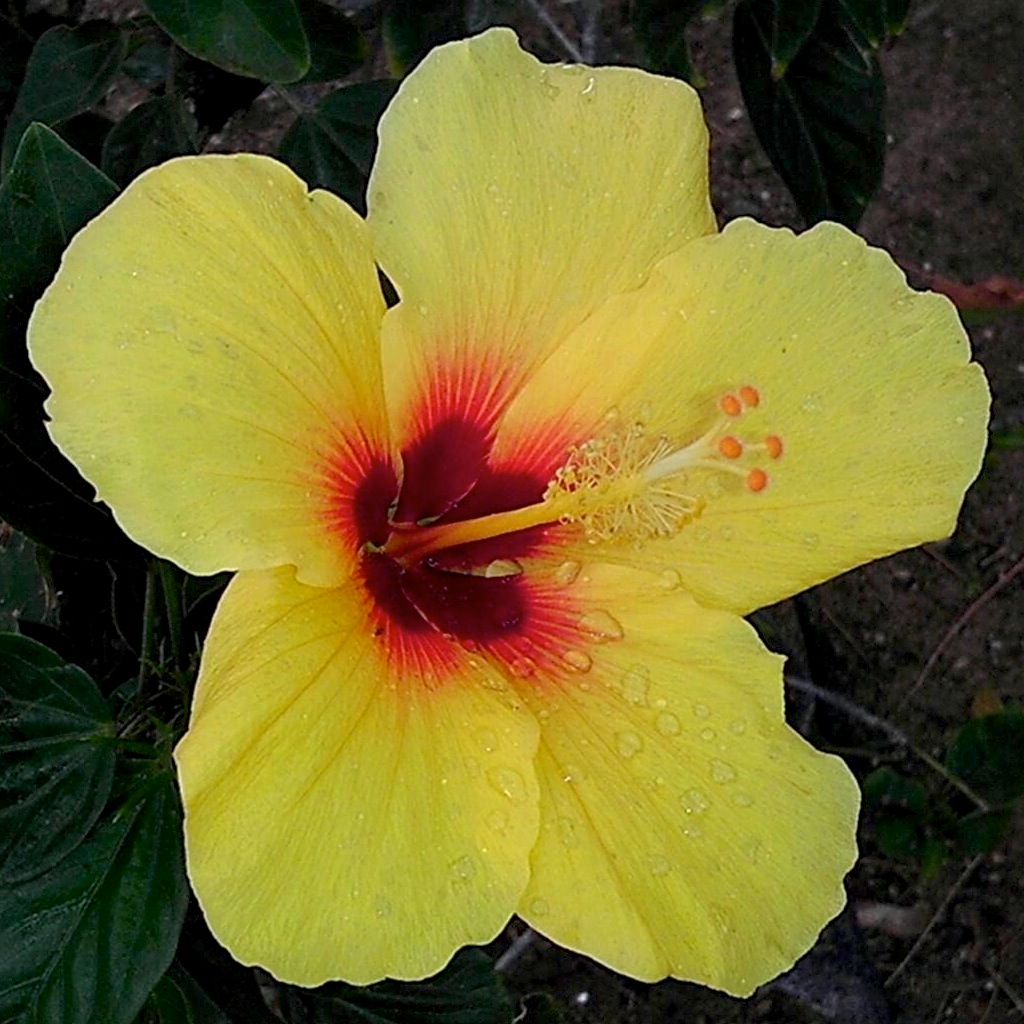 Kavin's hibiscus