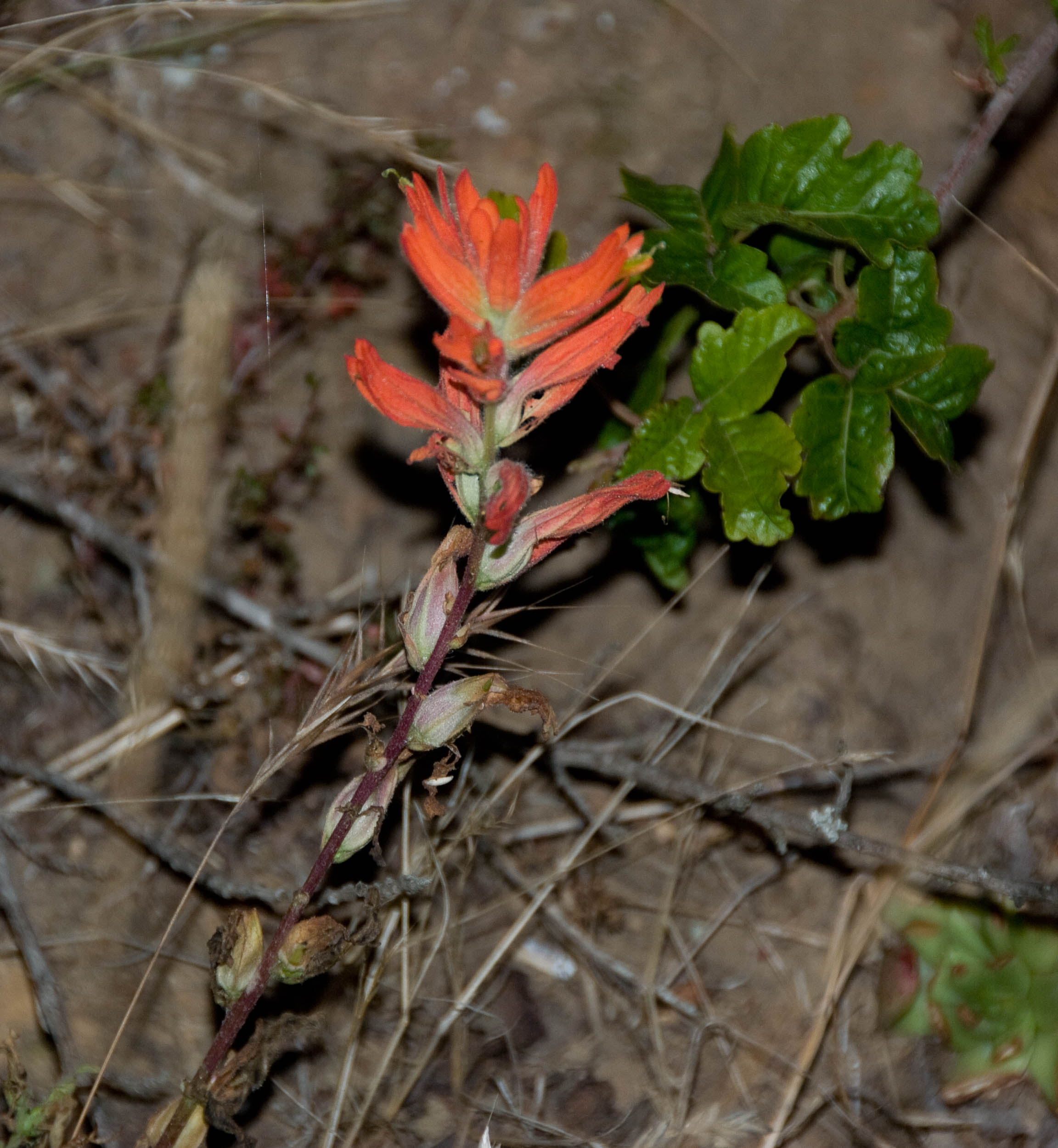 Franciscan indian paintbrush