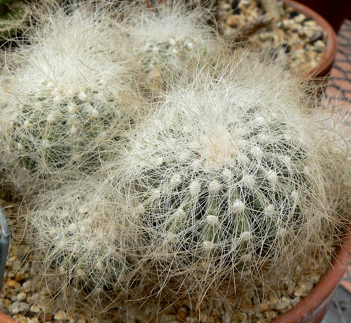 Krainz's copiapoa