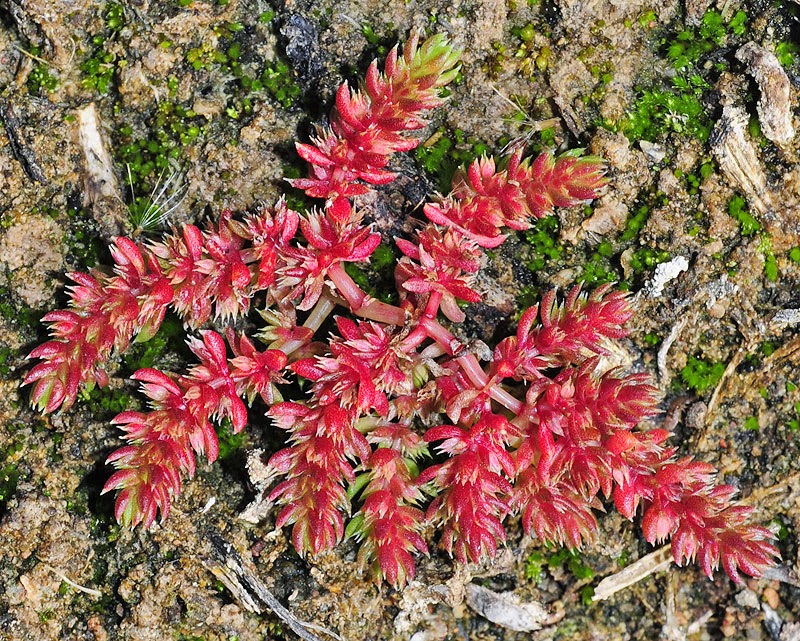 Ditch stonecrop