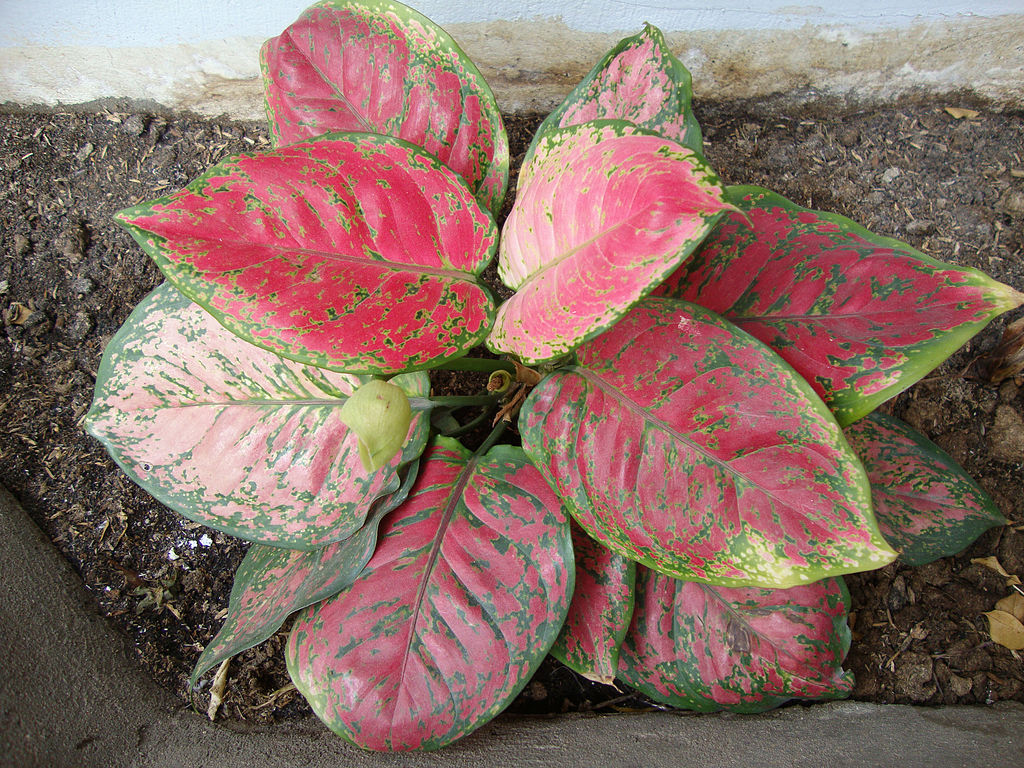 Chinese evergreen
