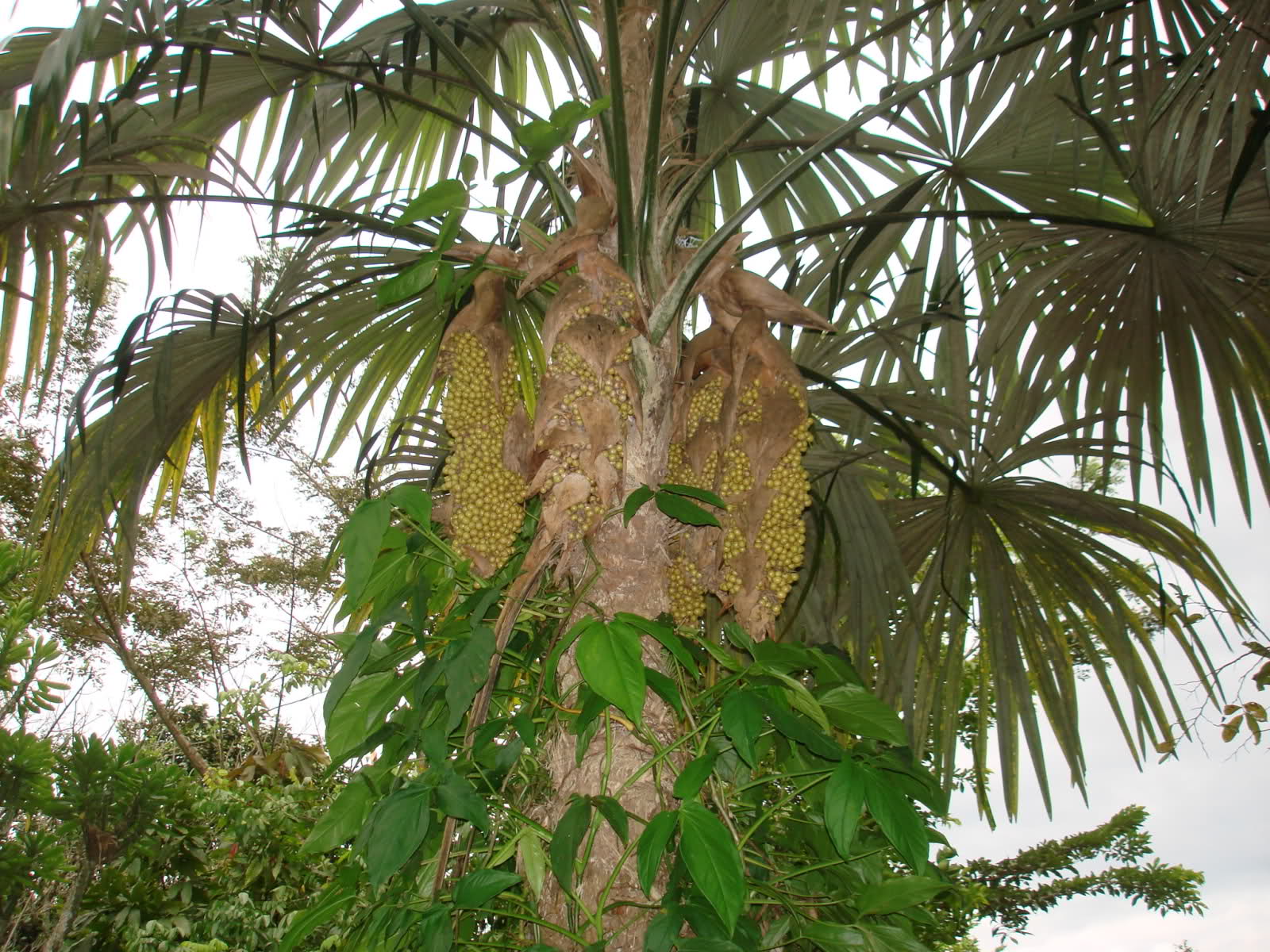 Plantsnap Identify Plants, Trees, Mushrooms With An App