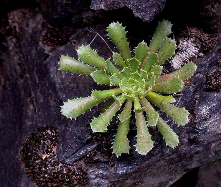 Cantelow's lewisia