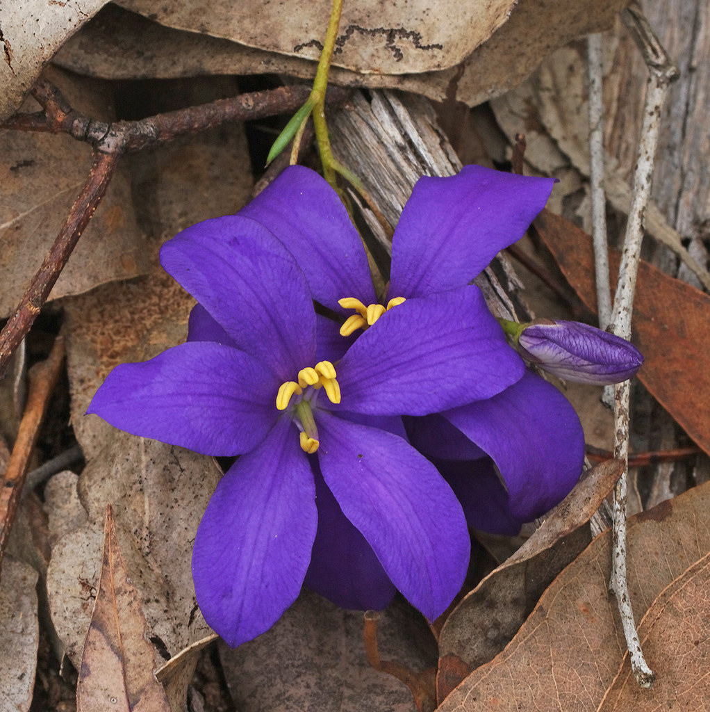 Northern finger-flower