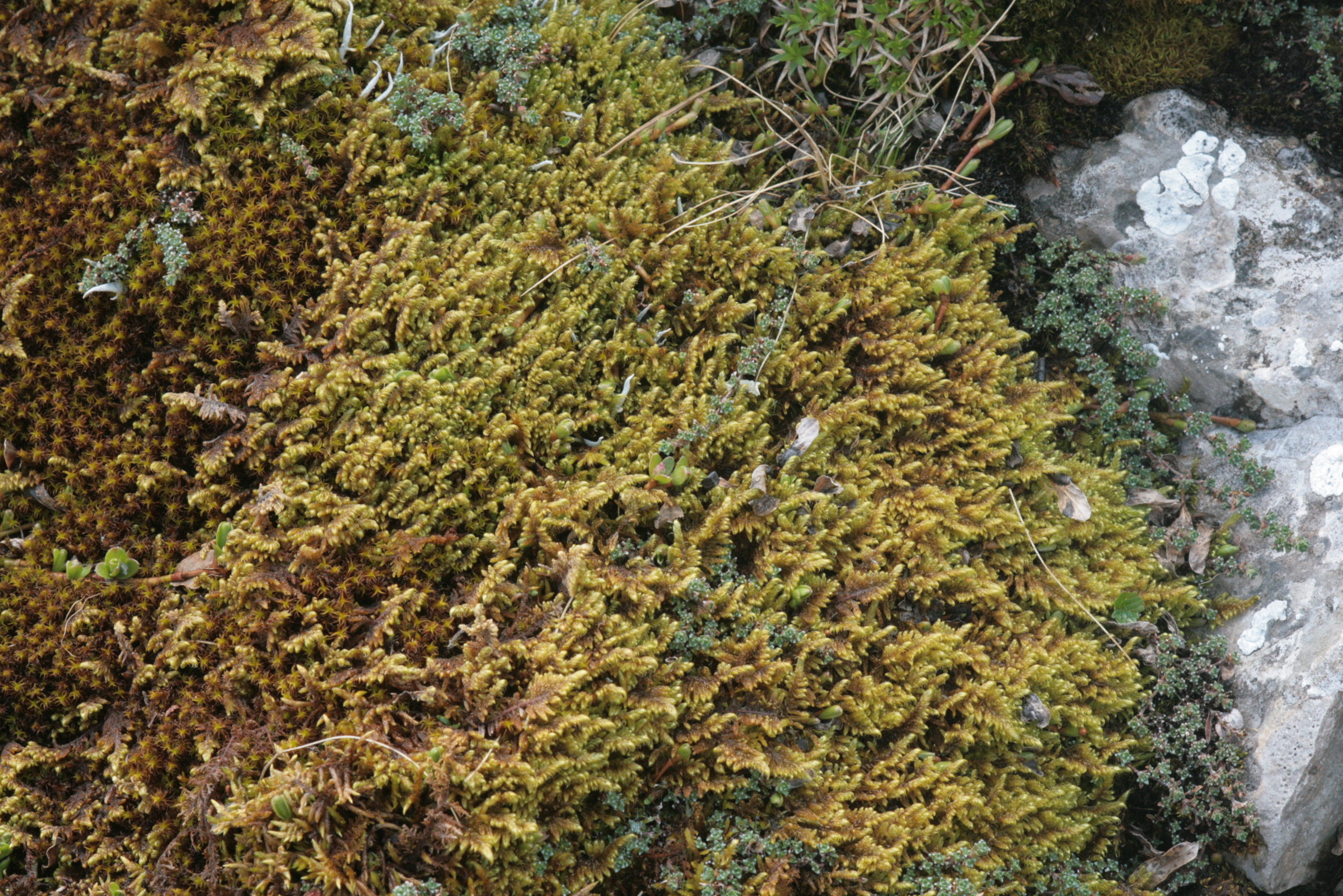 Curled feather-moss