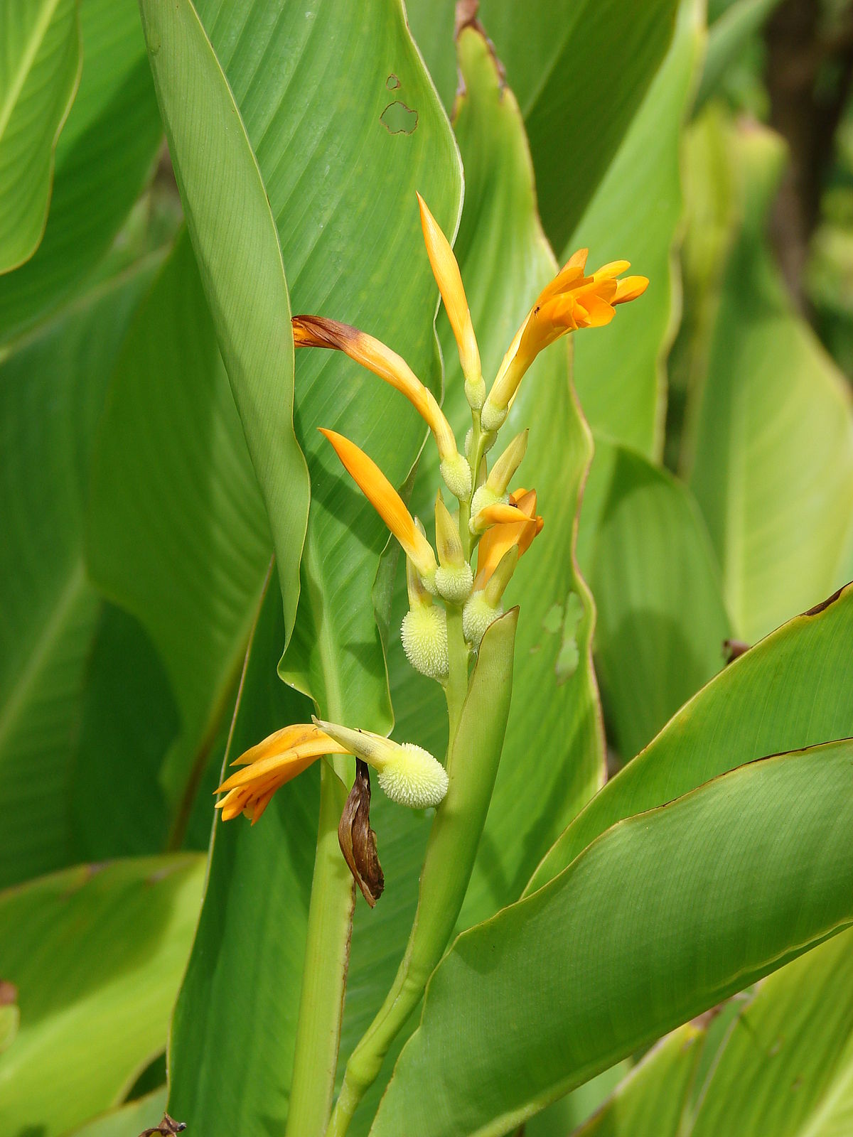 Canna lily