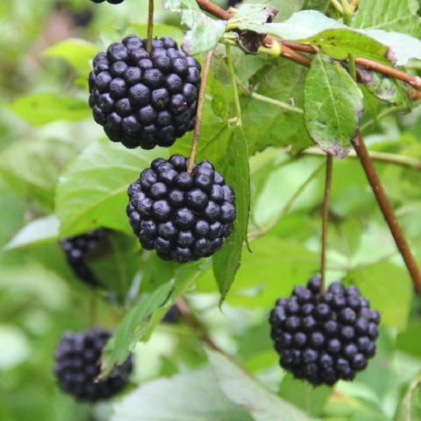 Siberian ginseng