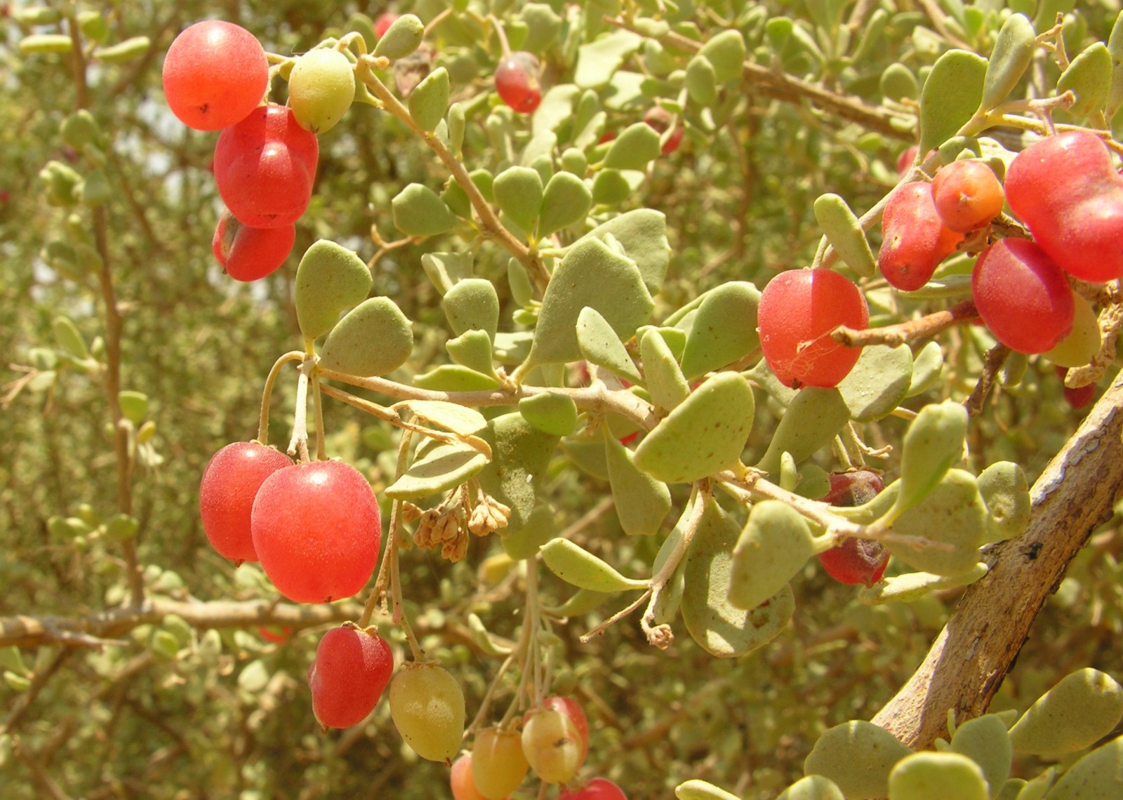 Nitre bush