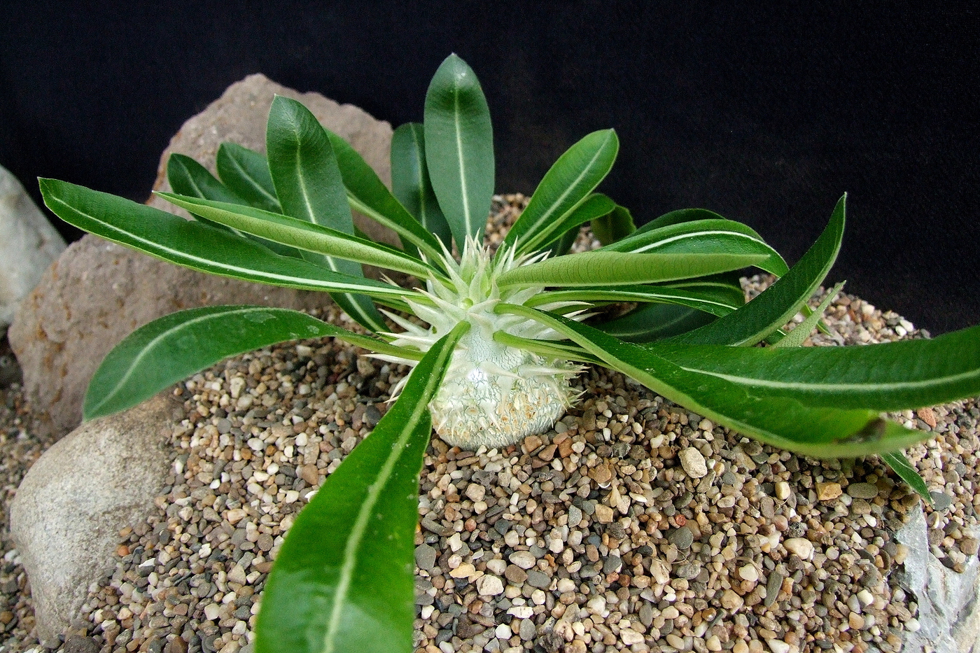 Enigmatic pachypodium - Plantsnap - Identify Plants, Trees
