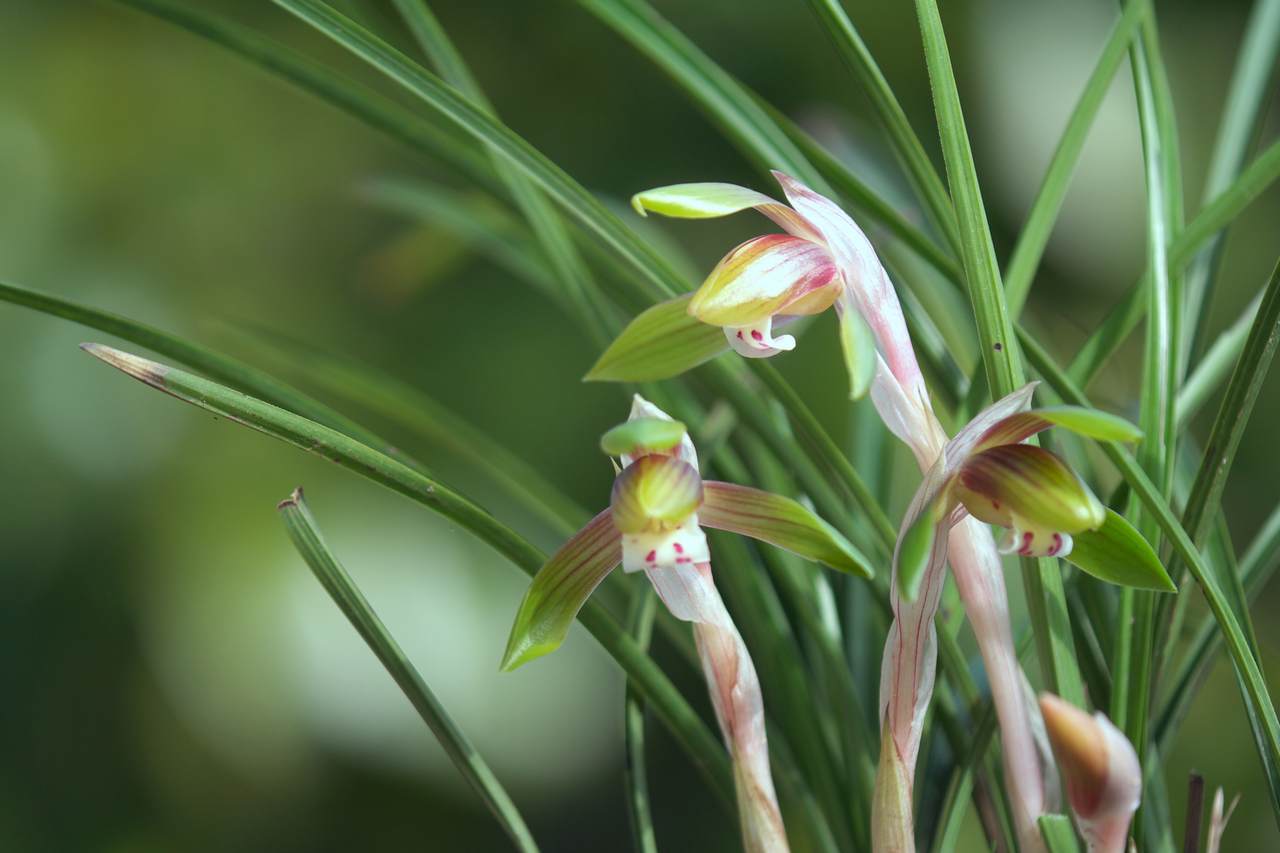 Spring orchid