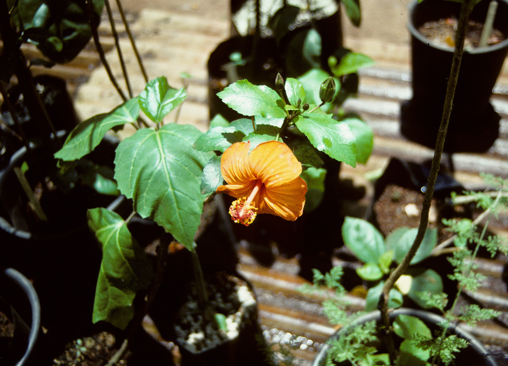 Saint john's hibiscus