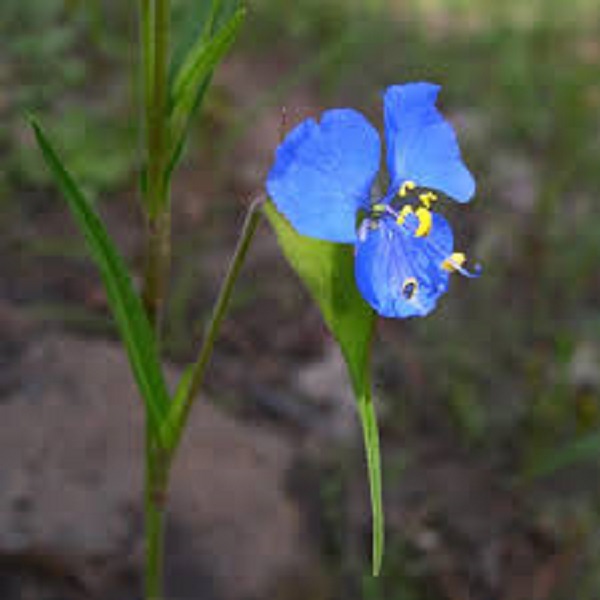 Asiatic dayflower