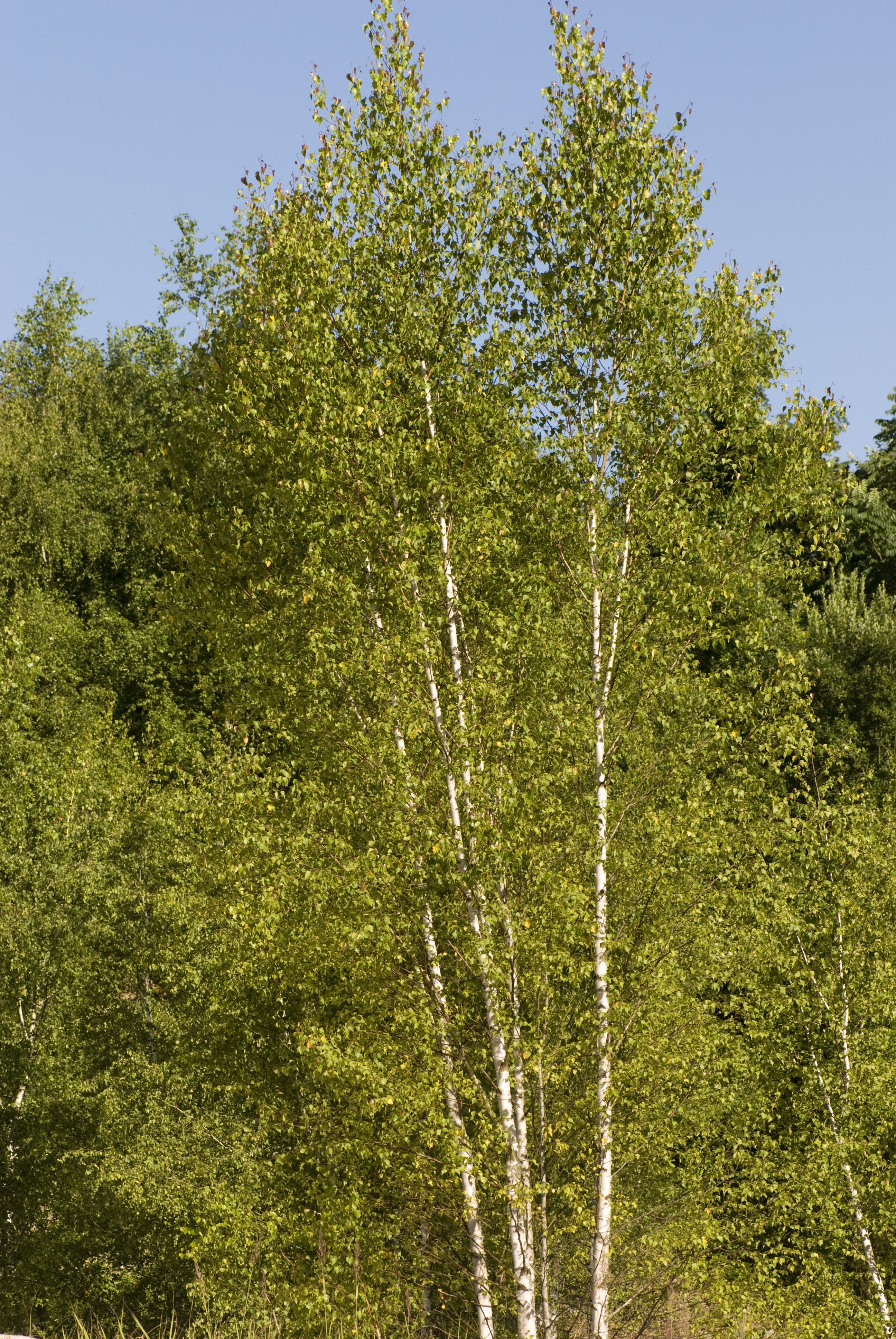 Silver birch