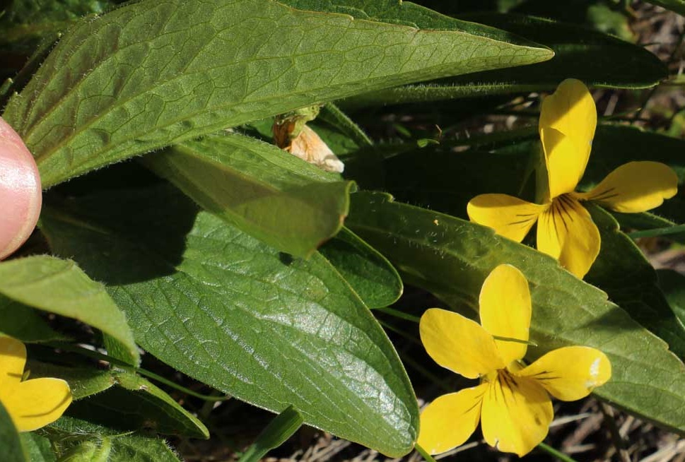 Canary violet