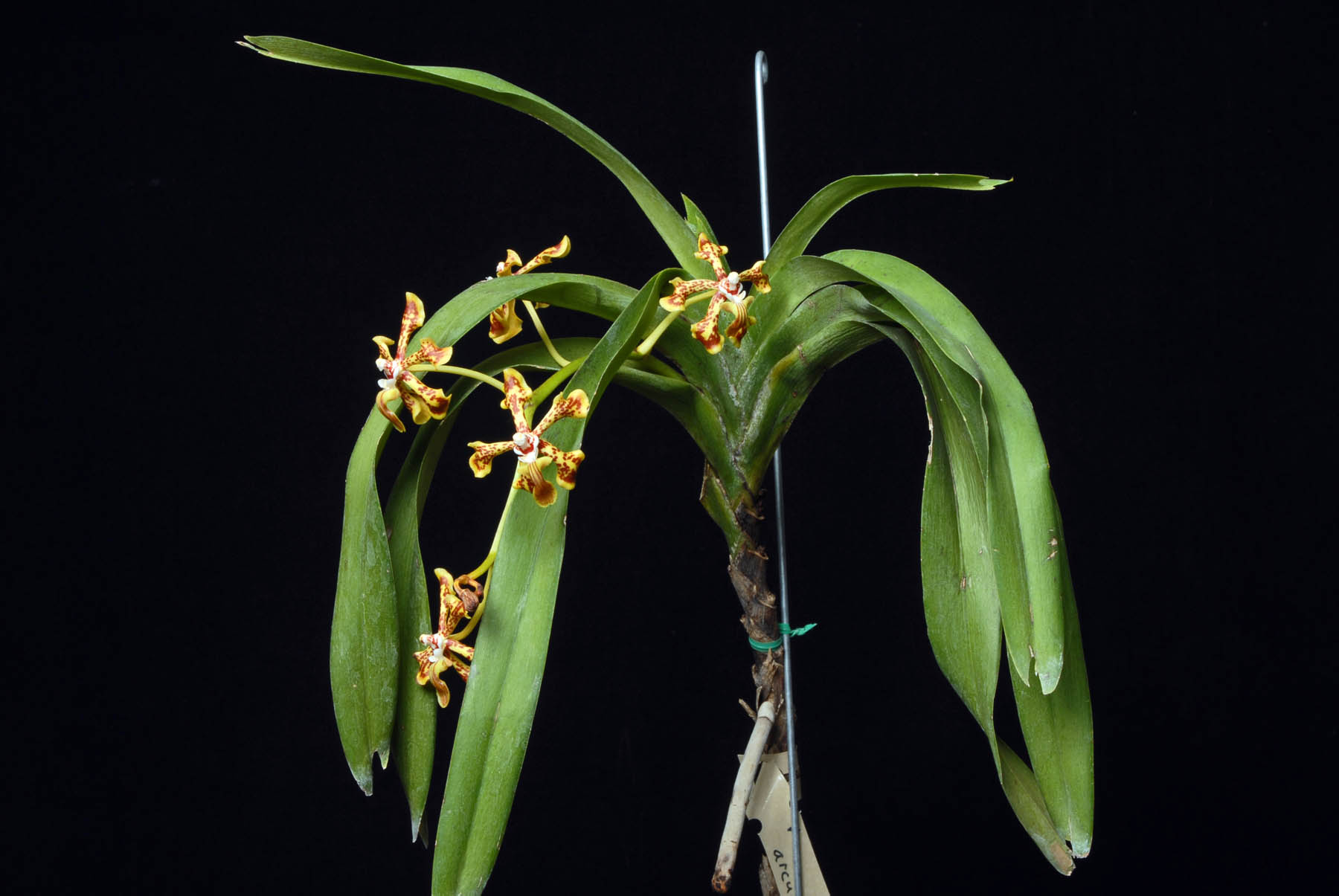 Scandent vanda